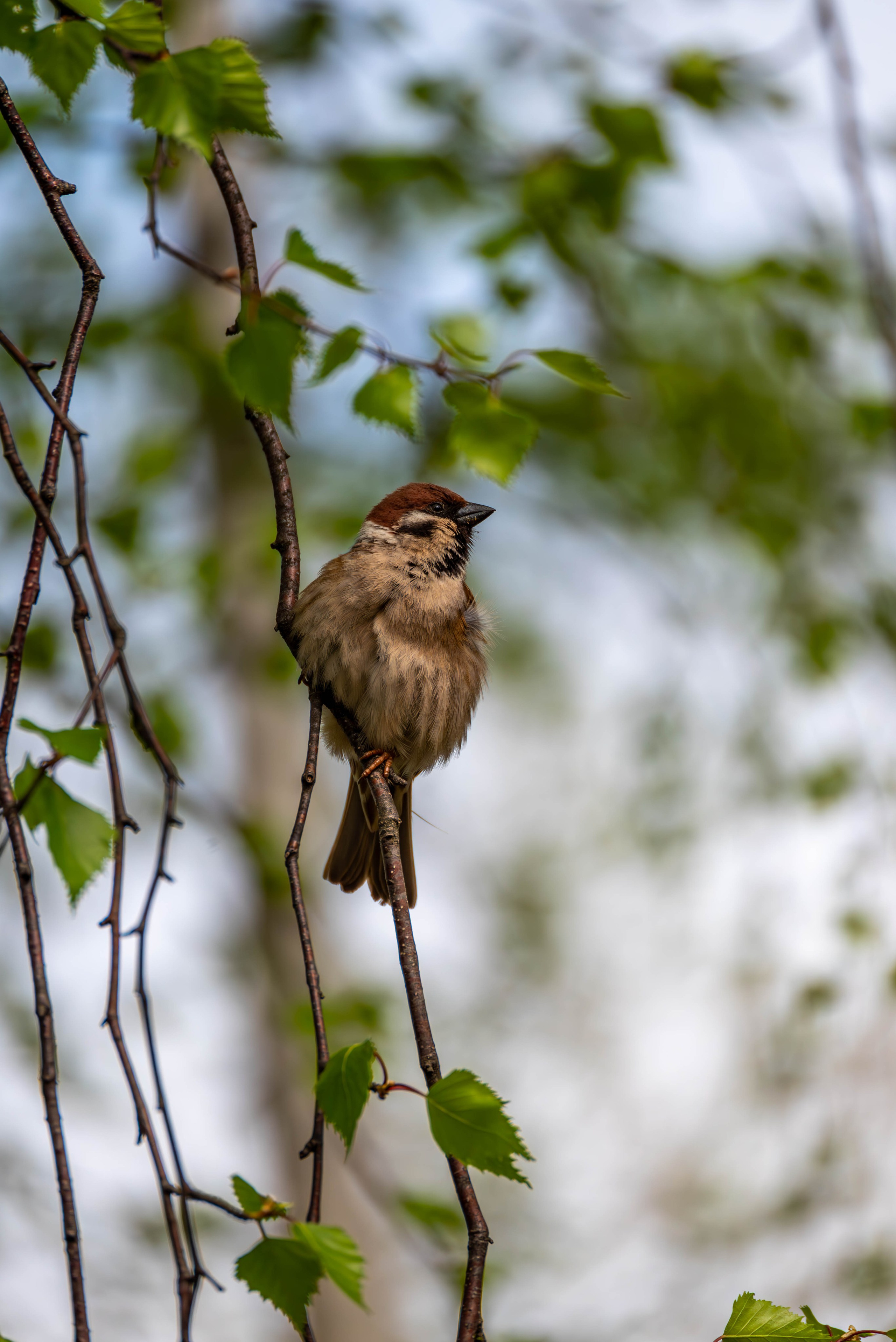 Другие работы. Фуд-фотограф в Кирове Антон Андреев