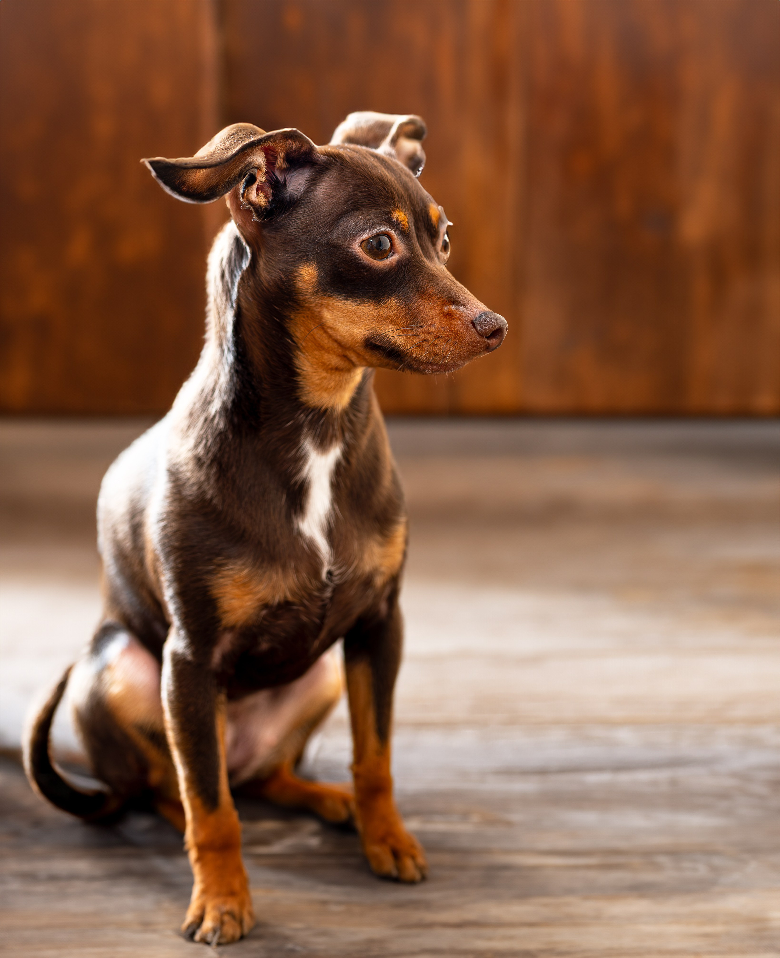 Питомцы. Интерьерный фотограф. Фото- видеосъемка недвижимости Санкт-Петербург