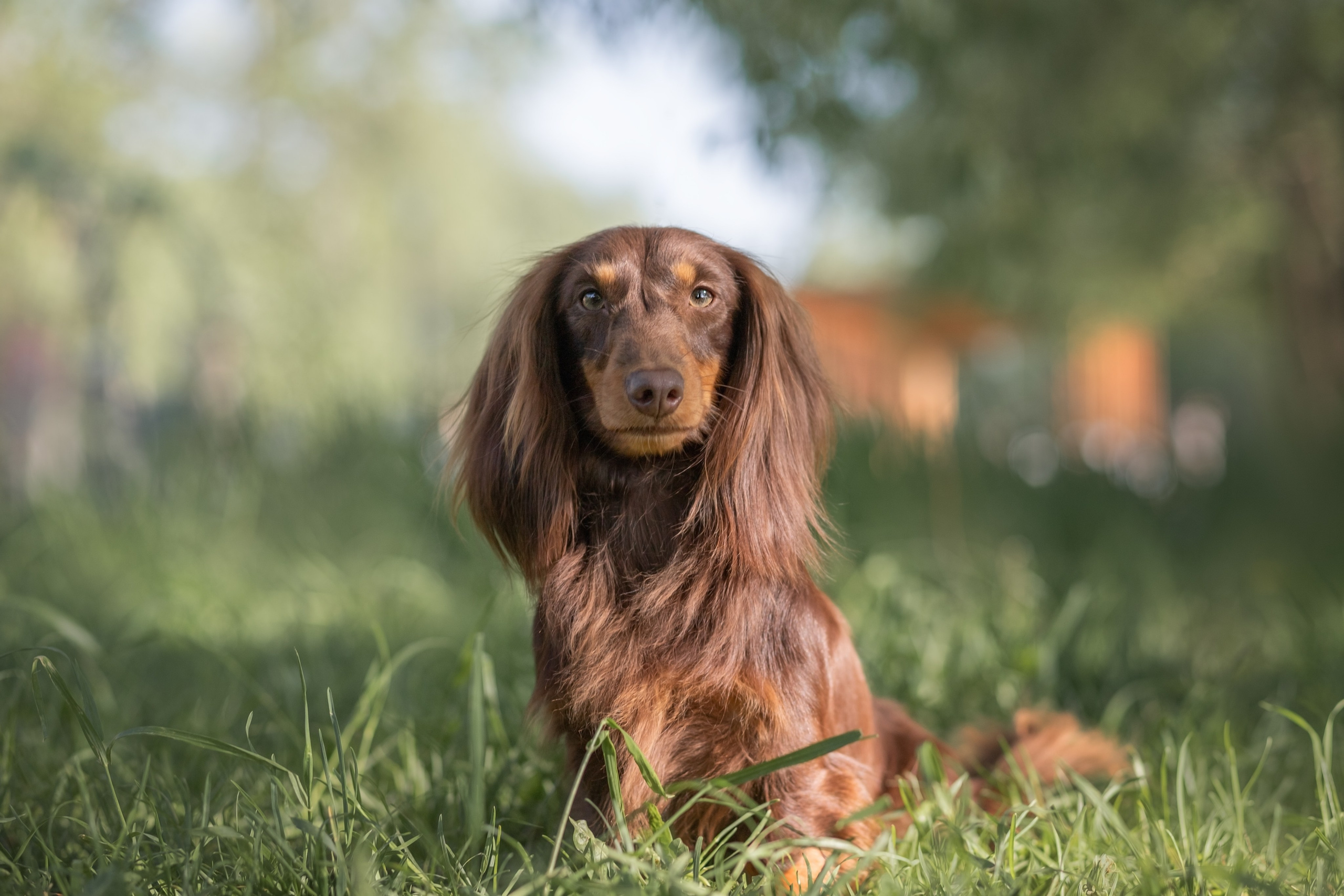 Фотосъёмка собак. Семейный и анималист фотограф в Переславле Анастасия Гусева