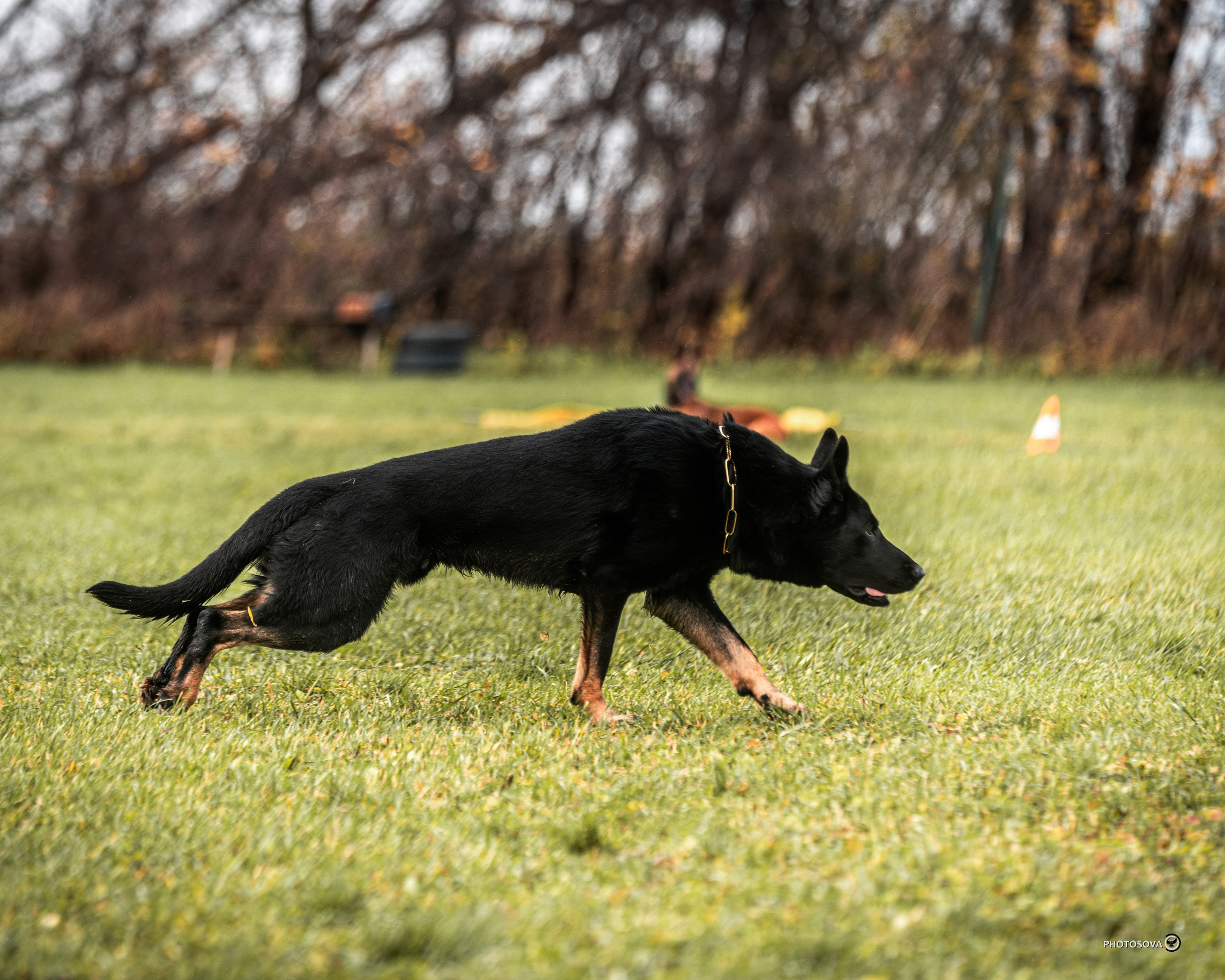 МЫ — КОМАНДА (соревнования) OKD, BH, IBGH, IGP. Фотограф-анималист, семейный фотограф в Москве и Подмосковье. Фотосъёмка кинологических дисциплин