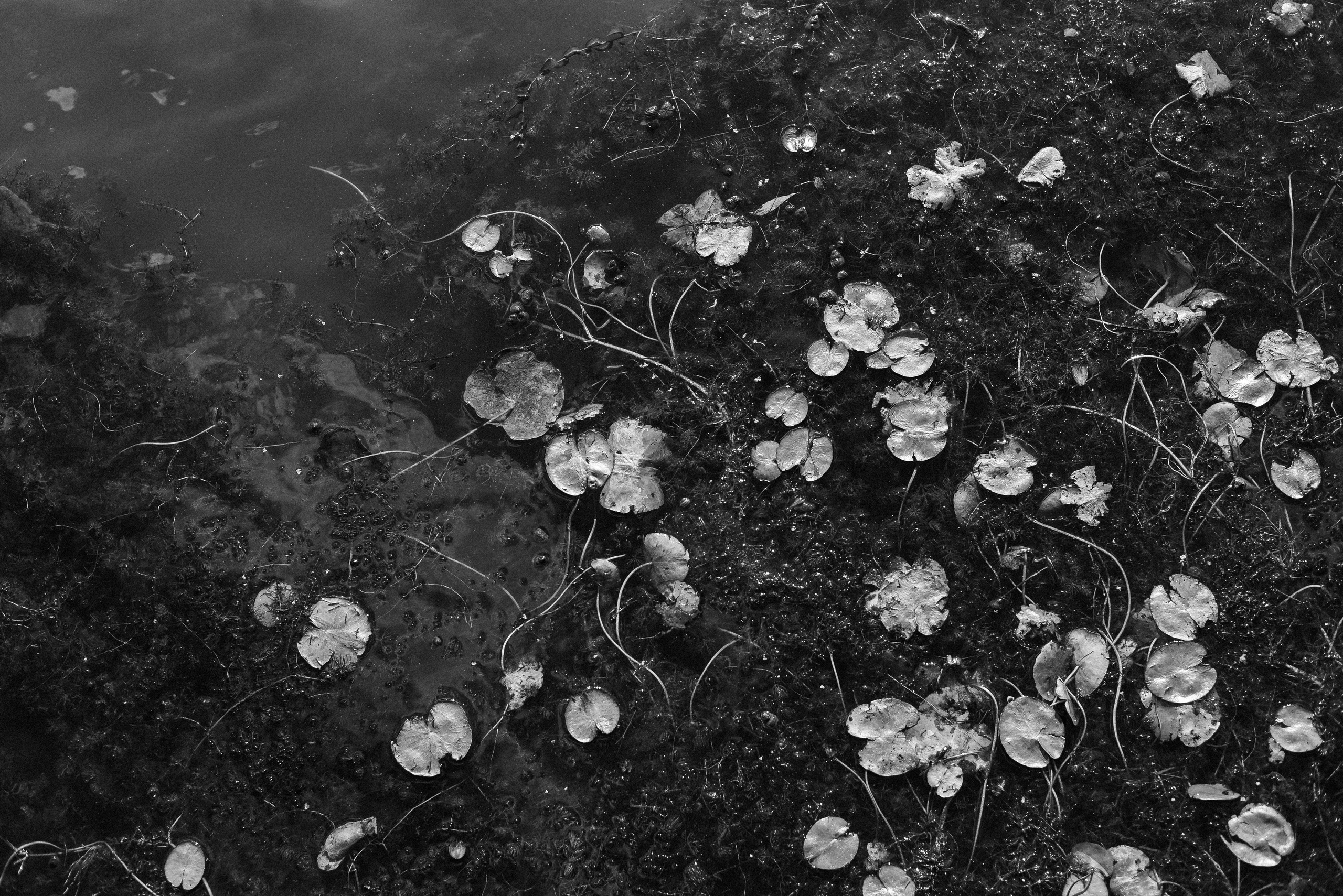 Берег, рак и капибара. Детский и семейный фотограф в Новосибирске Саша Дорошенко