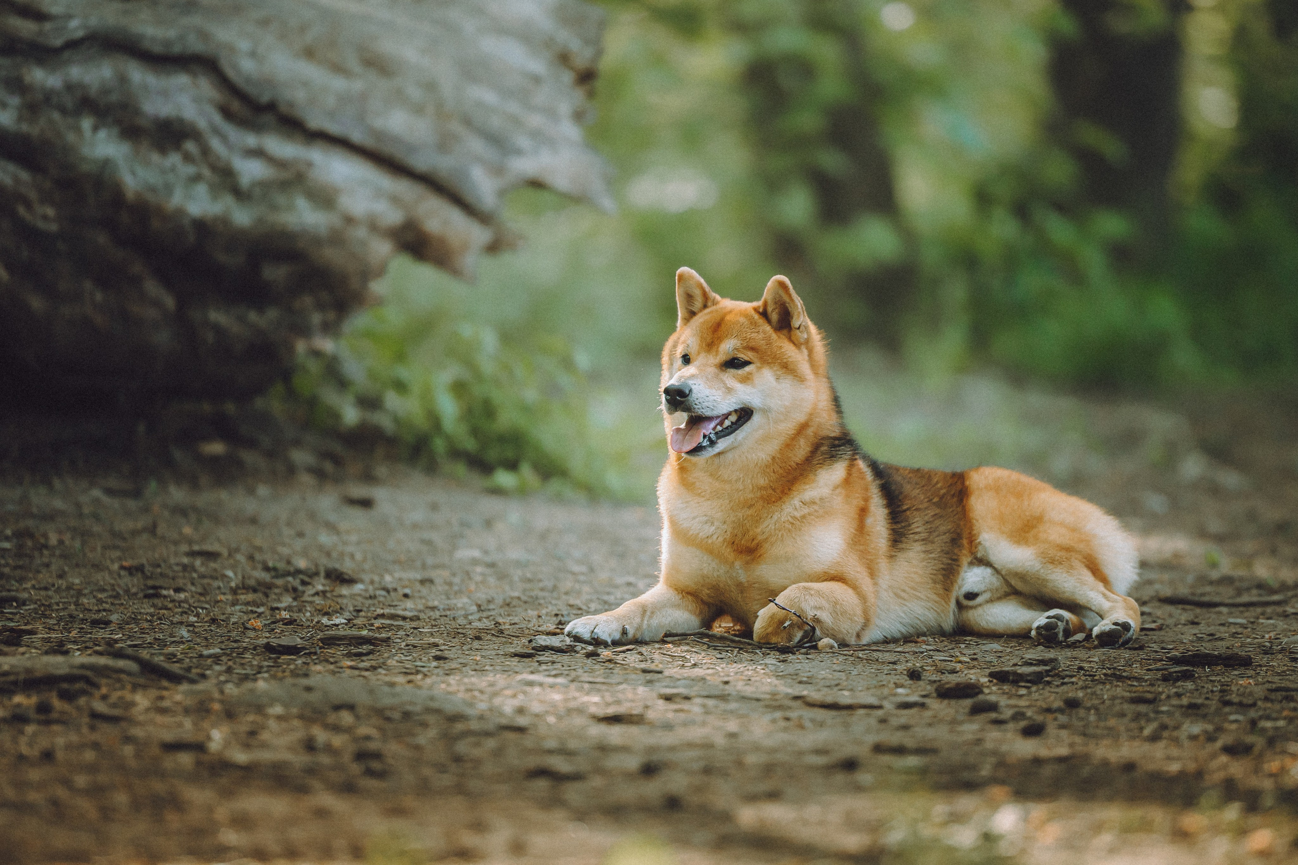 Шед, Цири, Чиби, Цера и их семья