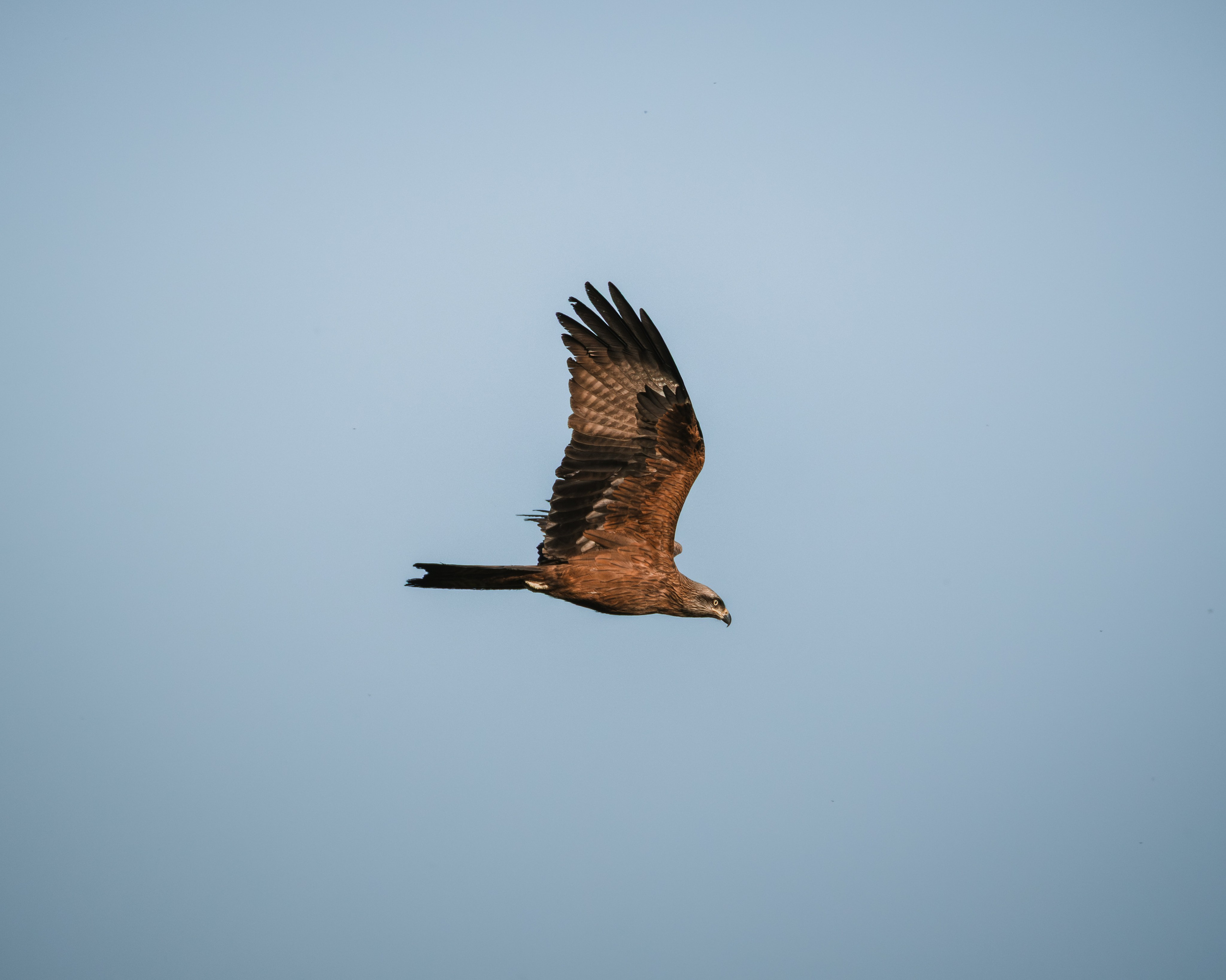 Voronezh 2026. Anton Chernov | Wildlife photographer