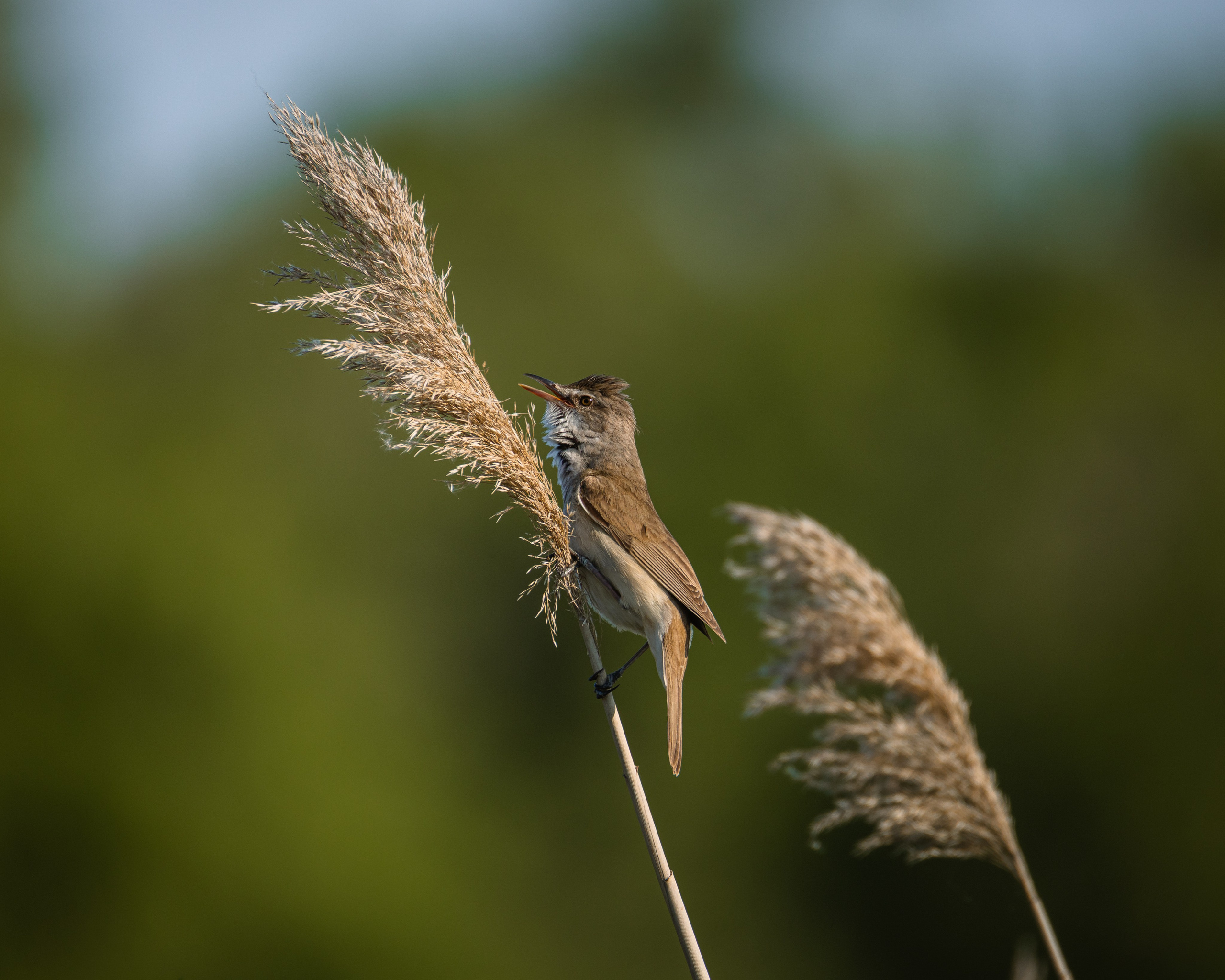 Voronezh 2026. Anton Chernov | Wildlife photographer