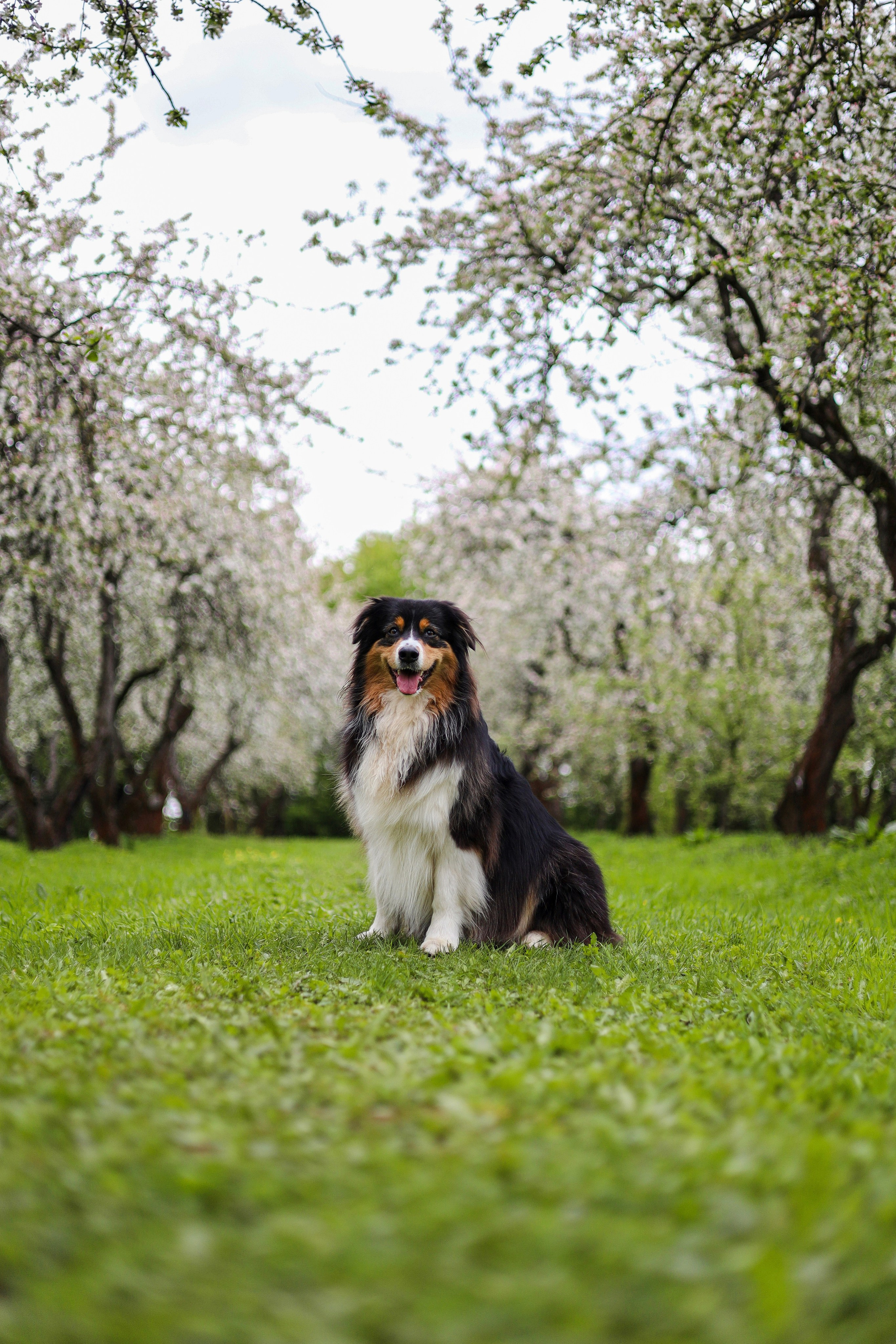Келли и Света. Фотограф-анималист Ксения Шевцова|Москва