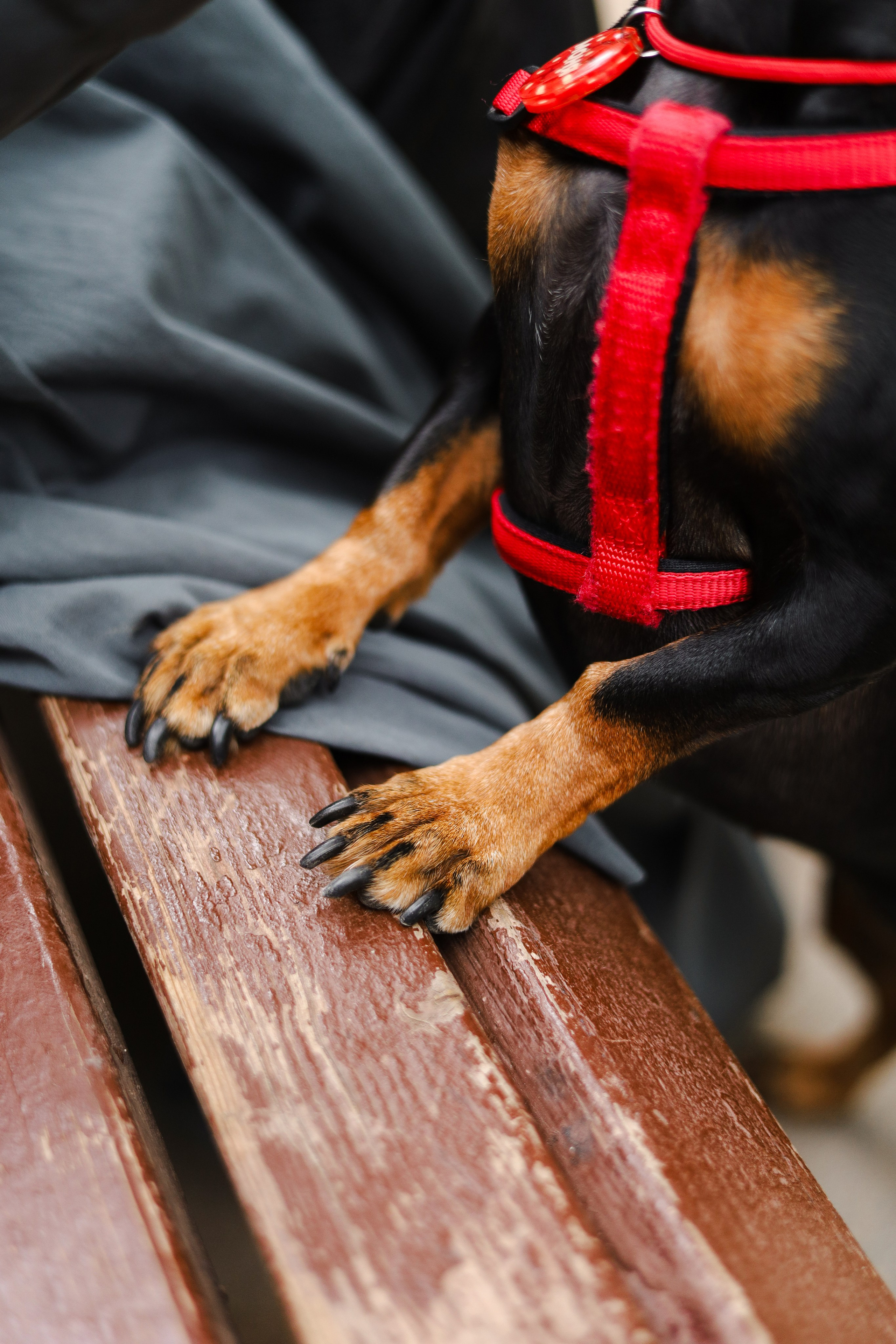 Моня и Оля. Фотограф-анималист Ксения Шевцова|Москва