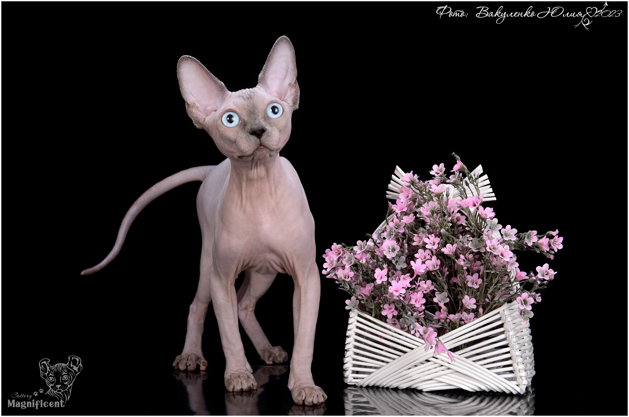 Взрослые. Фотограф анималист | семейный Юлия Вакуленко, г. Краснодар