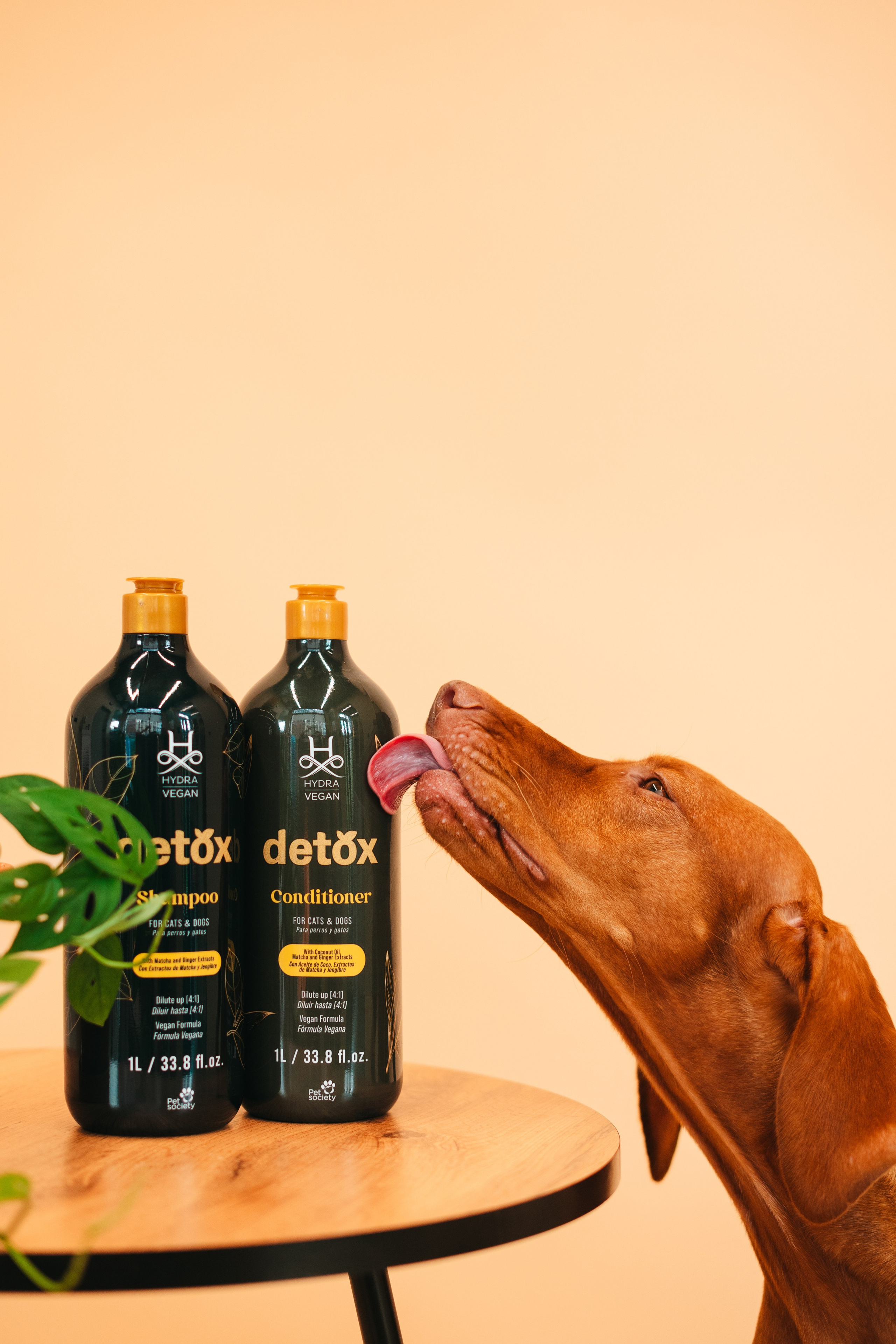 Груминг — салон. Фотограф анималист Осипчикова Мария