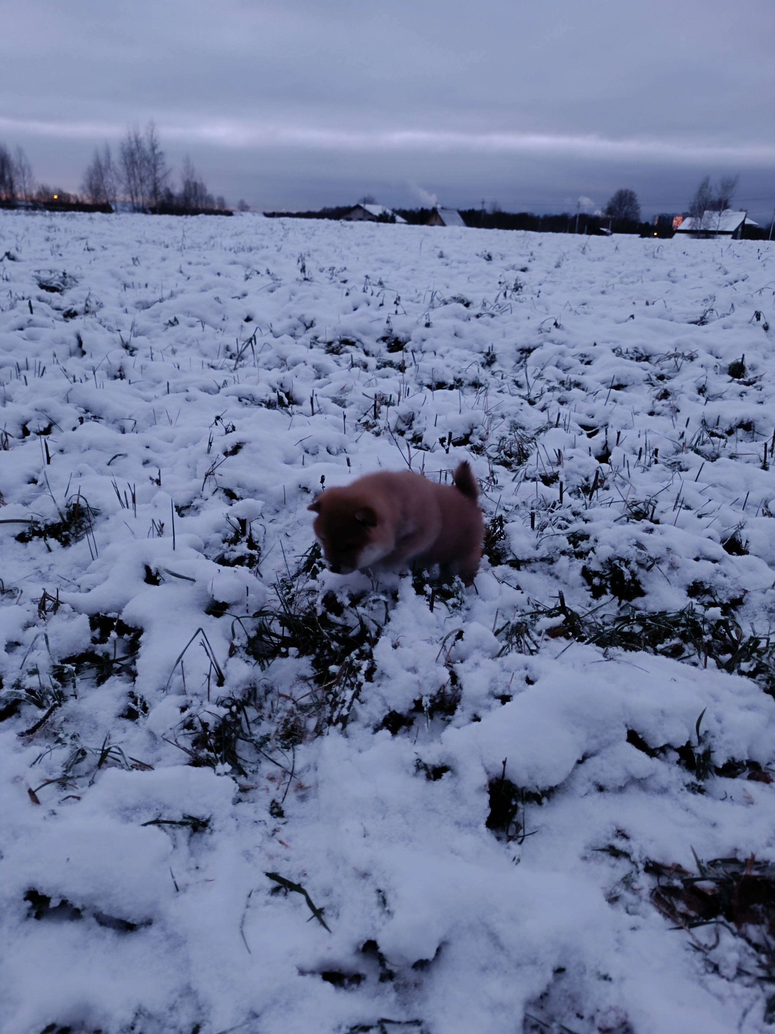 сиба питомник Рубилайт щенки на продажу rubylight  сиба щенки купить СПб Санкт-Петербург 