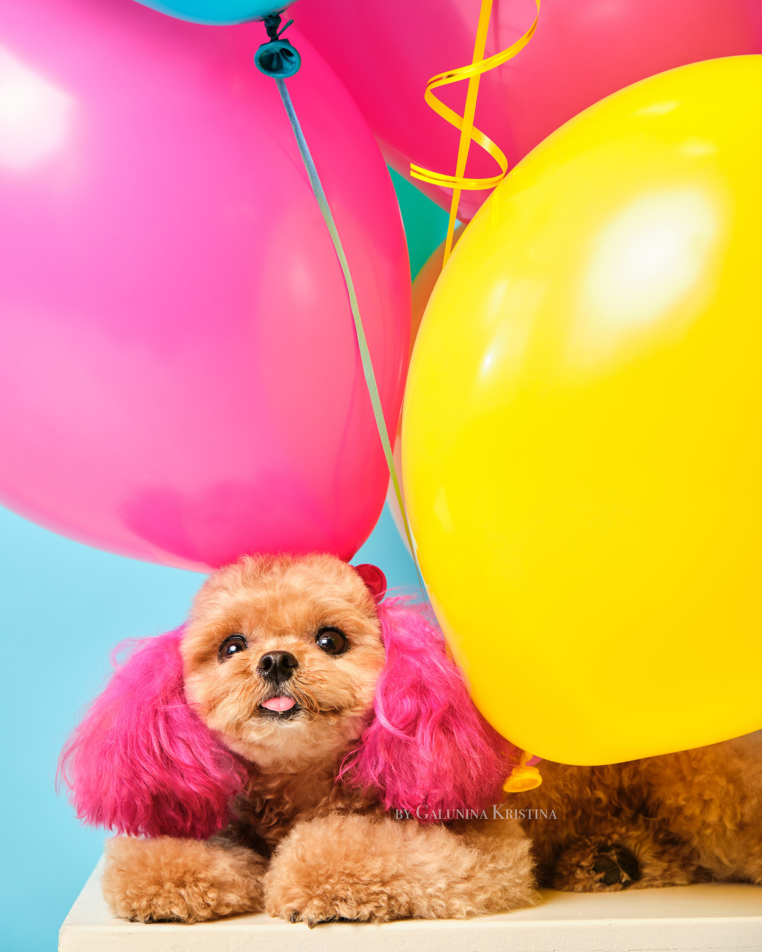 Мальтипу. Фотограф в Москве — Галунина Кристина