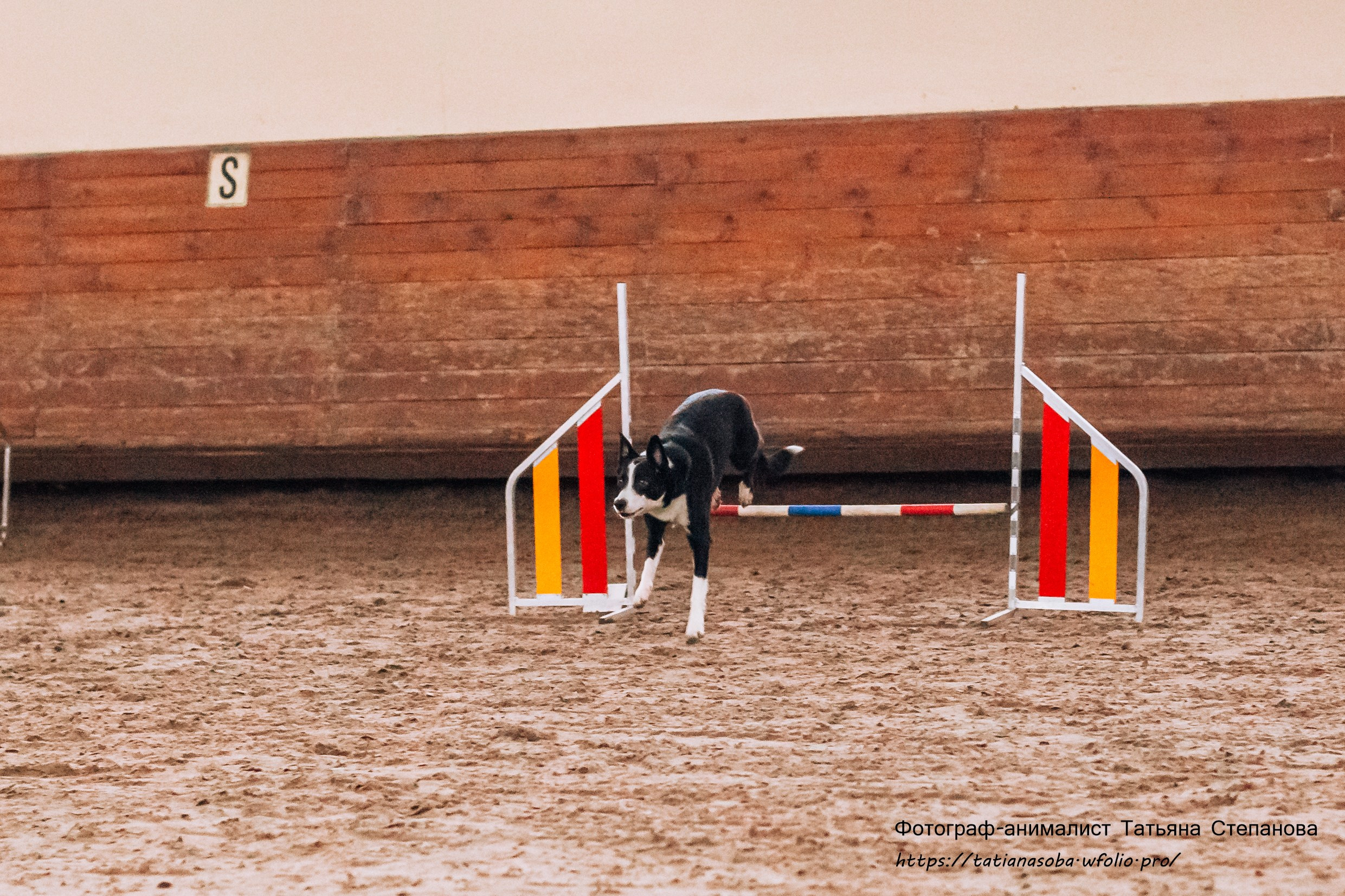 Соревнования по Аджилити 25.02.2024. Фотограф-анималист Татьяна Степанова