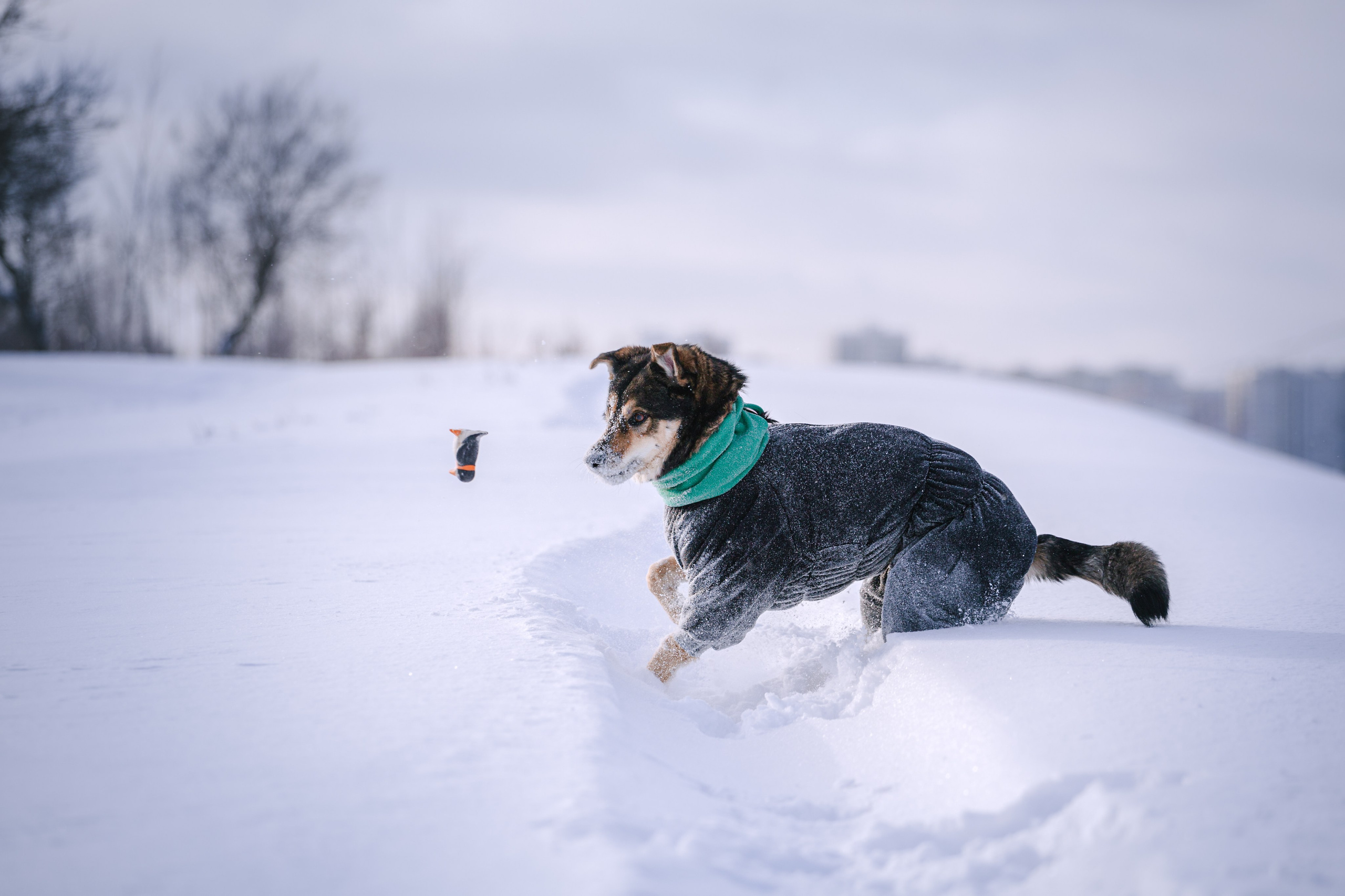 Зимняя экспресс съемка Дюка. Фотограф-анималист Татьяна Степанова