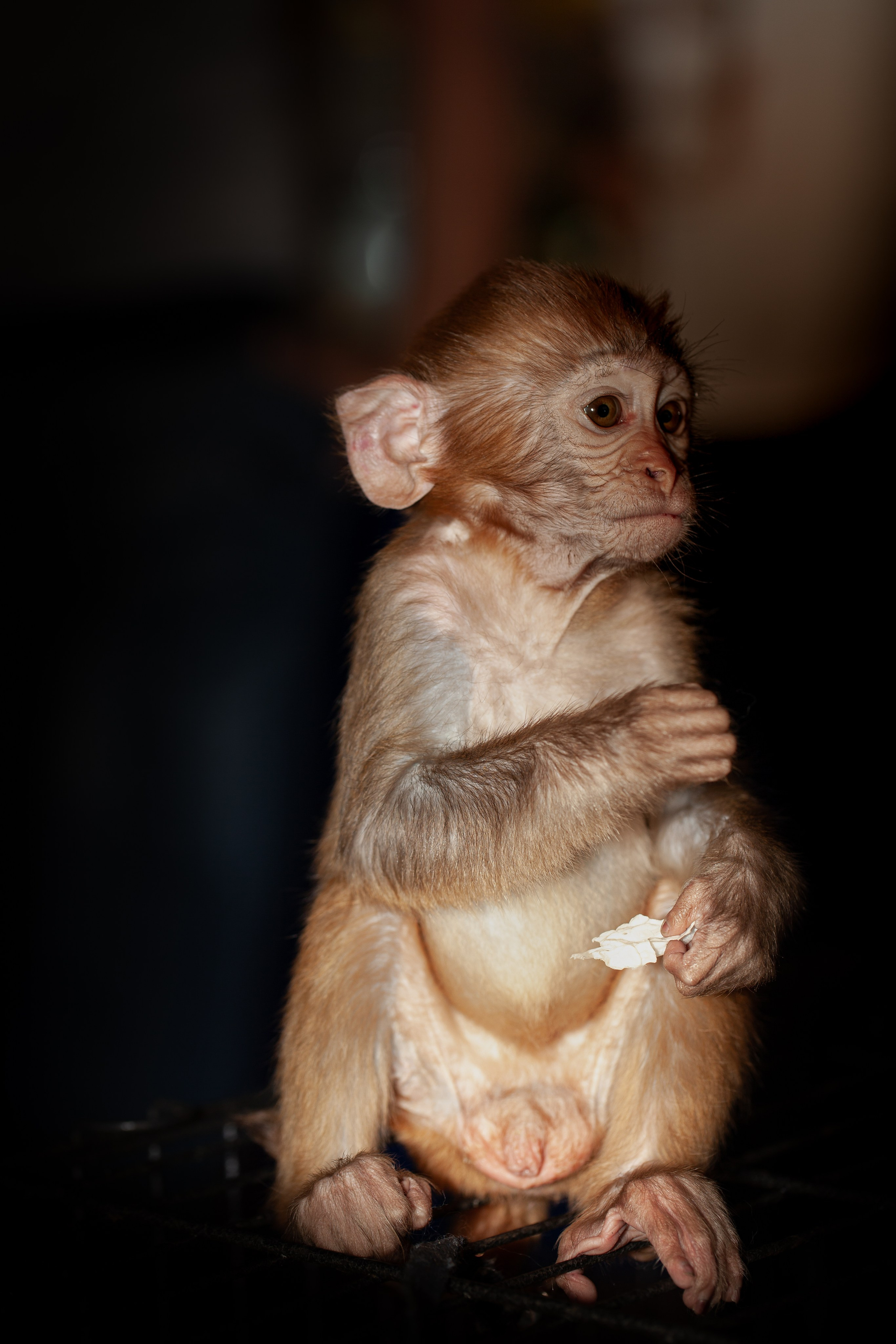 Фотосессия обезьянки. Медиапродюсер, фотограф в Минеральных Водах —Виктор Холодов