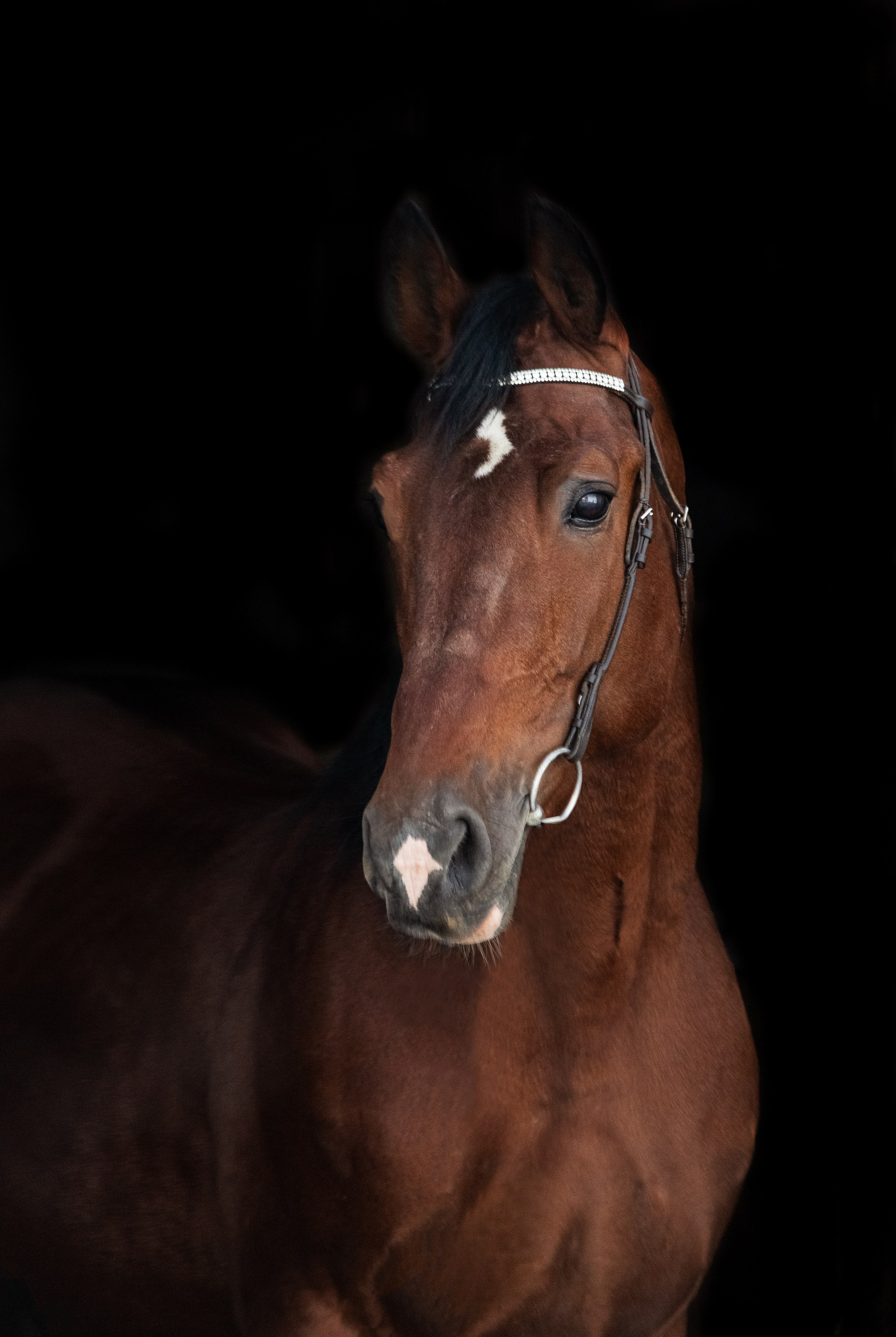 Портреты лошадей. Главная