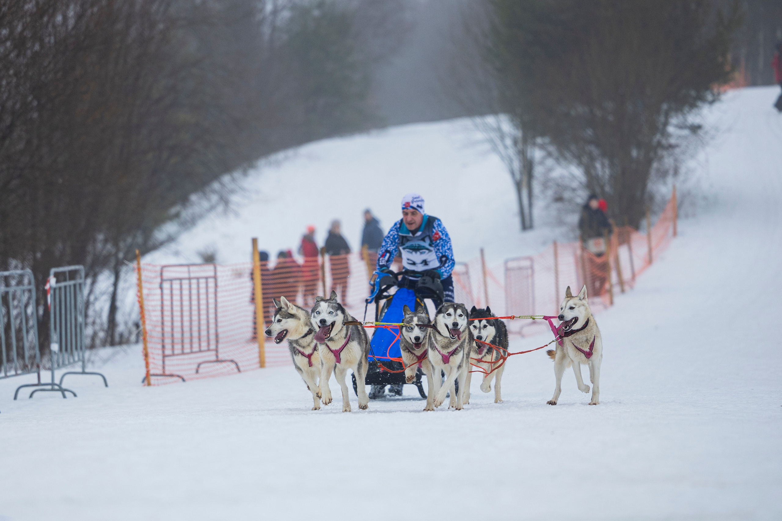 Зимний Чемпионат Санкт-Петербурга по ездовому спорту. Фотограф-анималист Анна Маринич