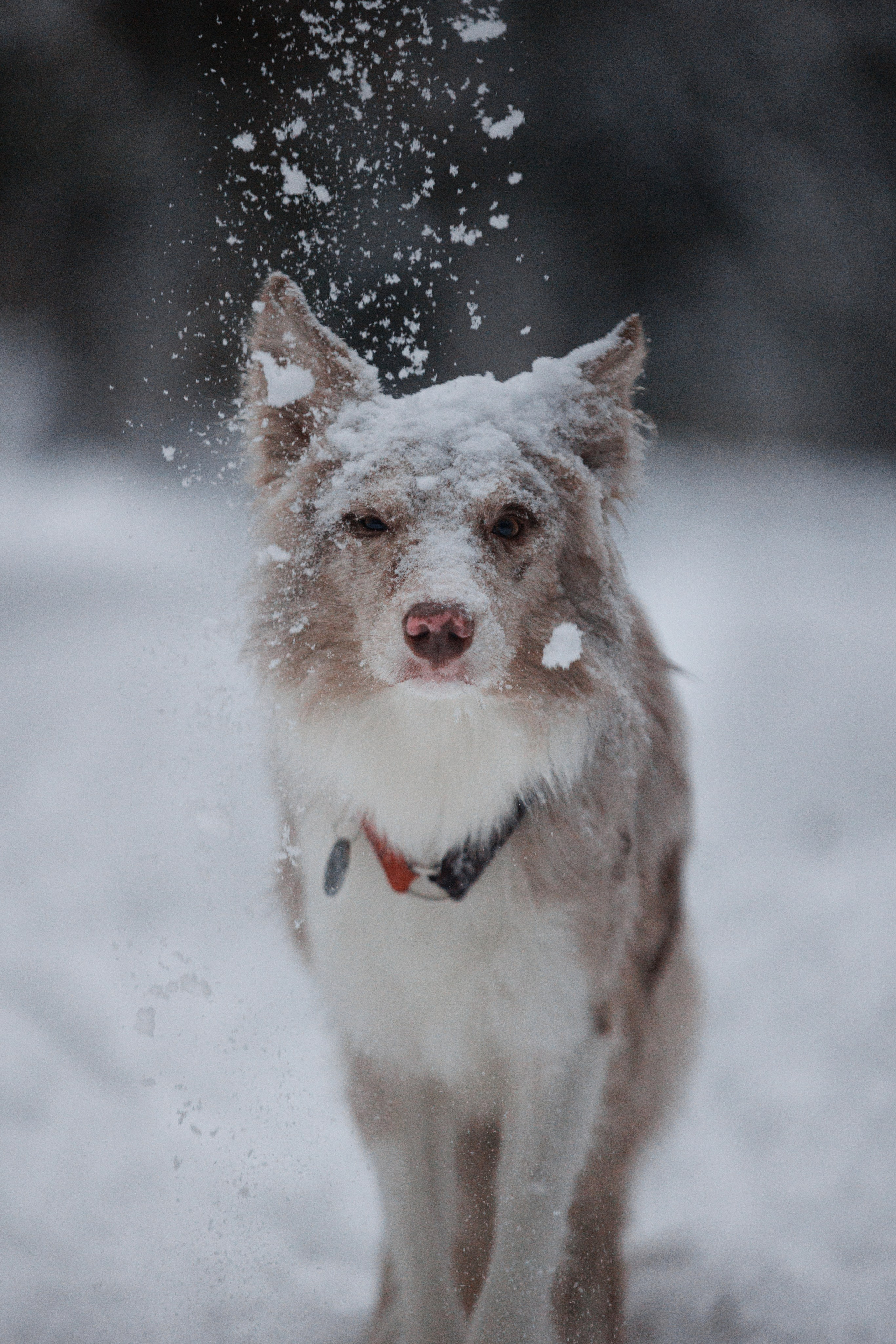 Даша и компания. Фотограф анималист Кристина Карпова, Москва