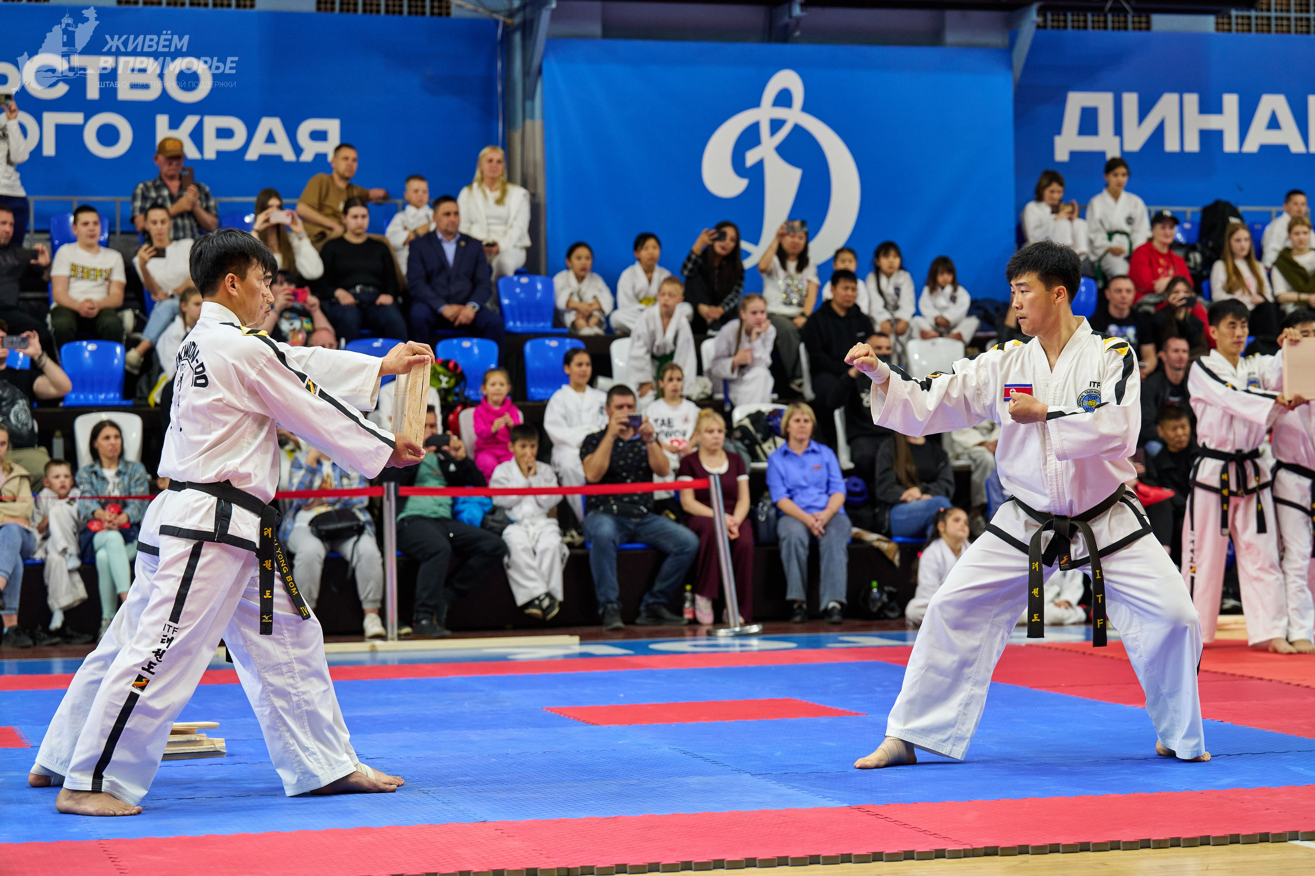 Кубок губернатора по тхэквондо. Профессиональный репортажный фотограф Инесса Иминова