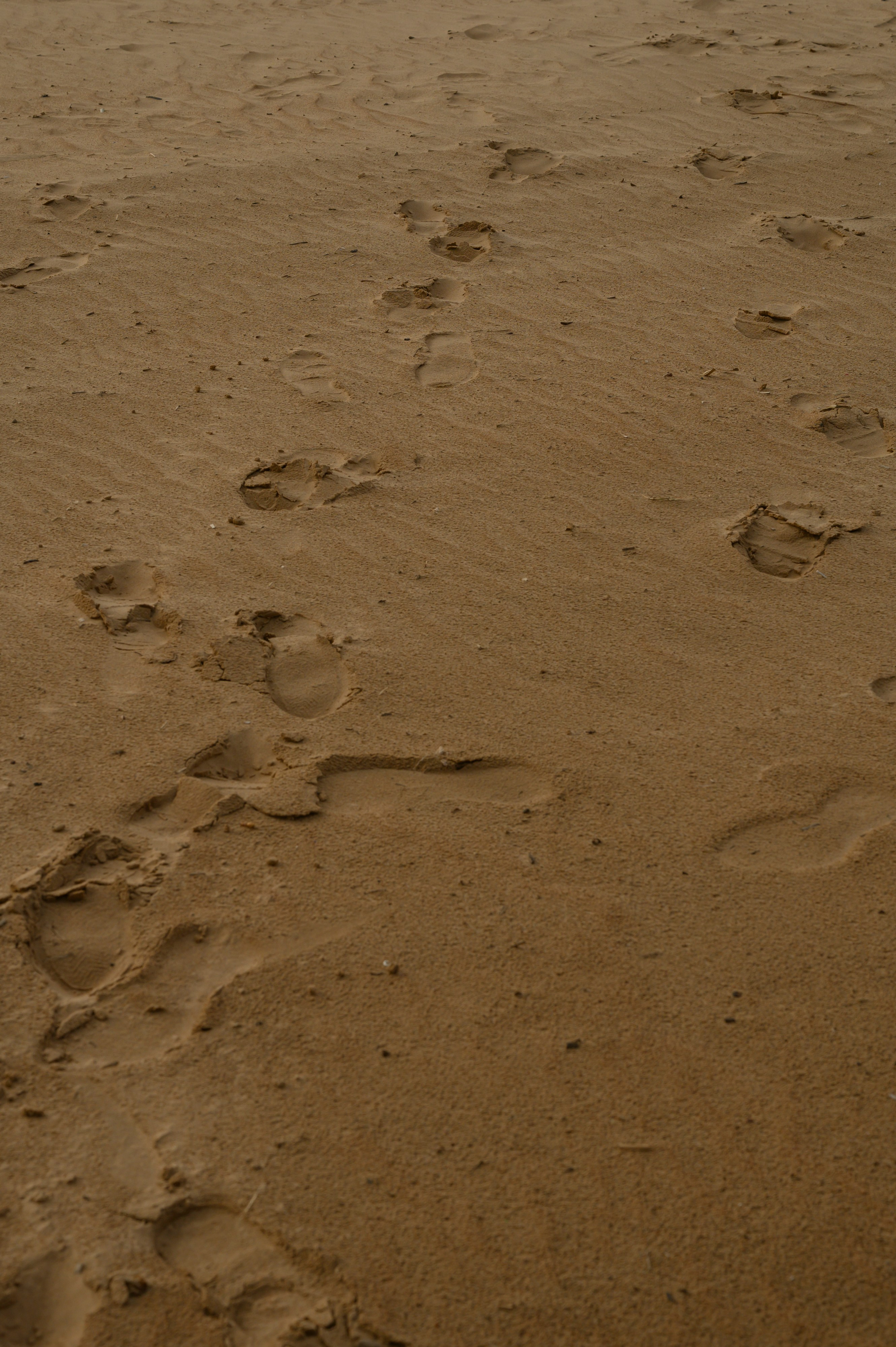 Света Паша. Фотограф в Сыктывкаре Онохов Иван