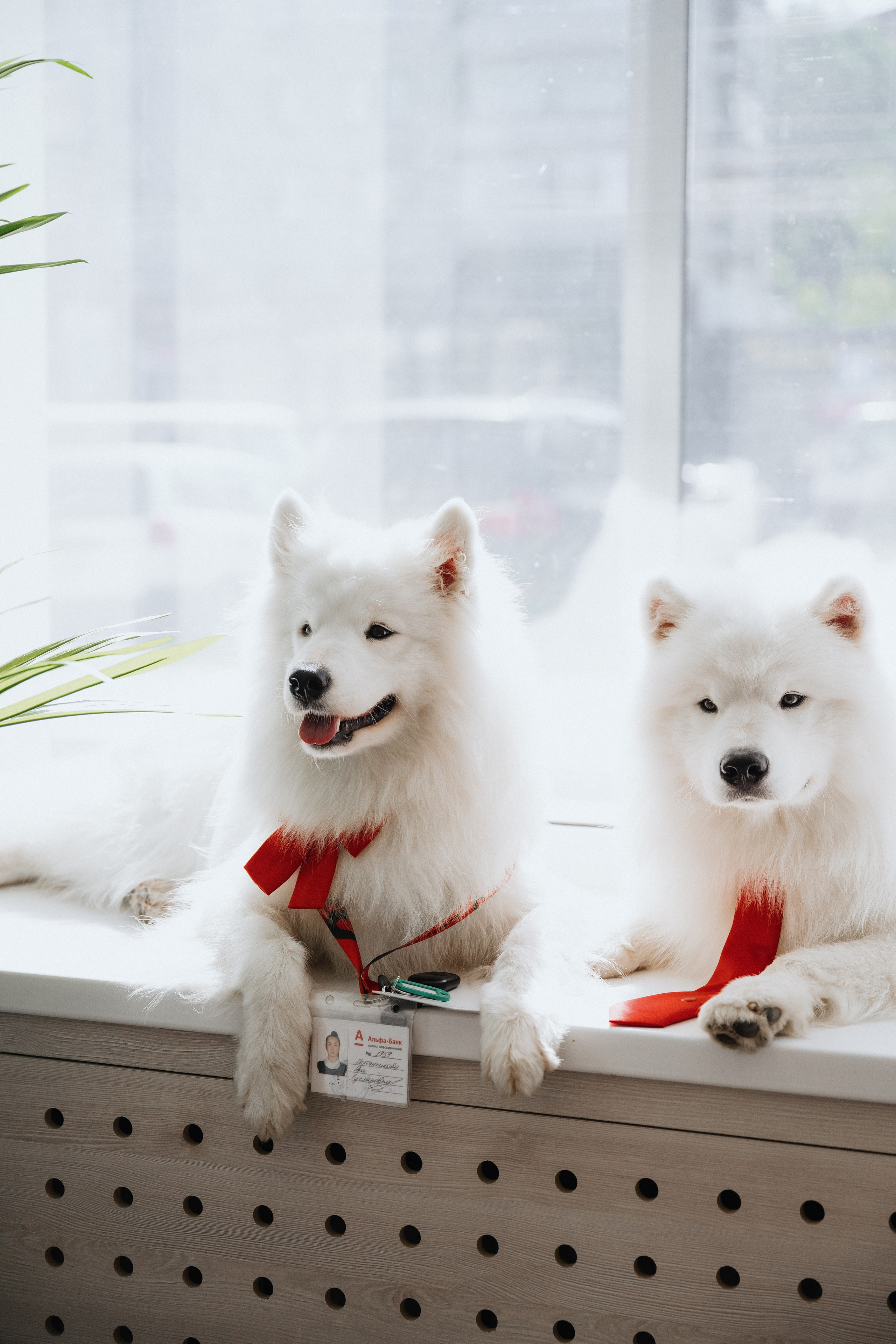 Фотосессия с самоедами
