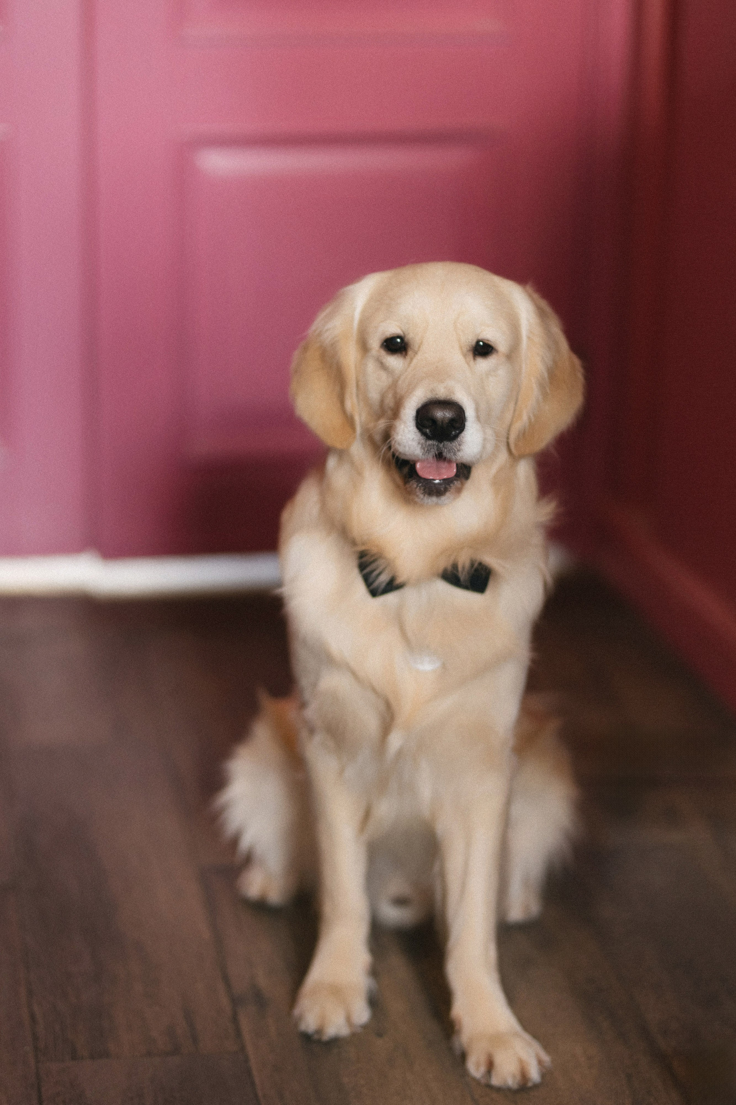 ЕКАТЕРИНА & ПАВЕЛ ` 25.01.25. Maria Startseva Photo