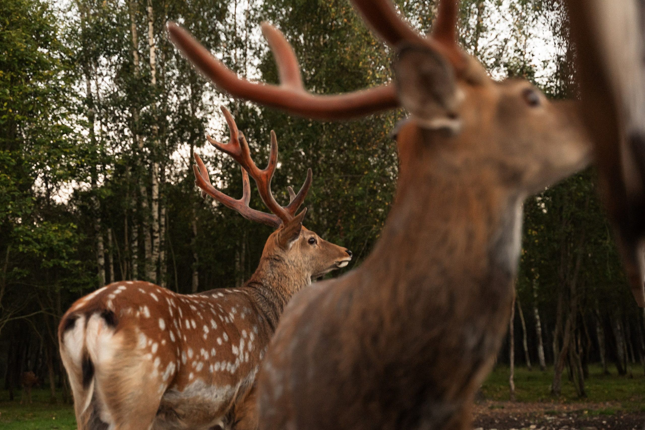 Алина и Сергей. Фотограф Алина Филимонова Тверь