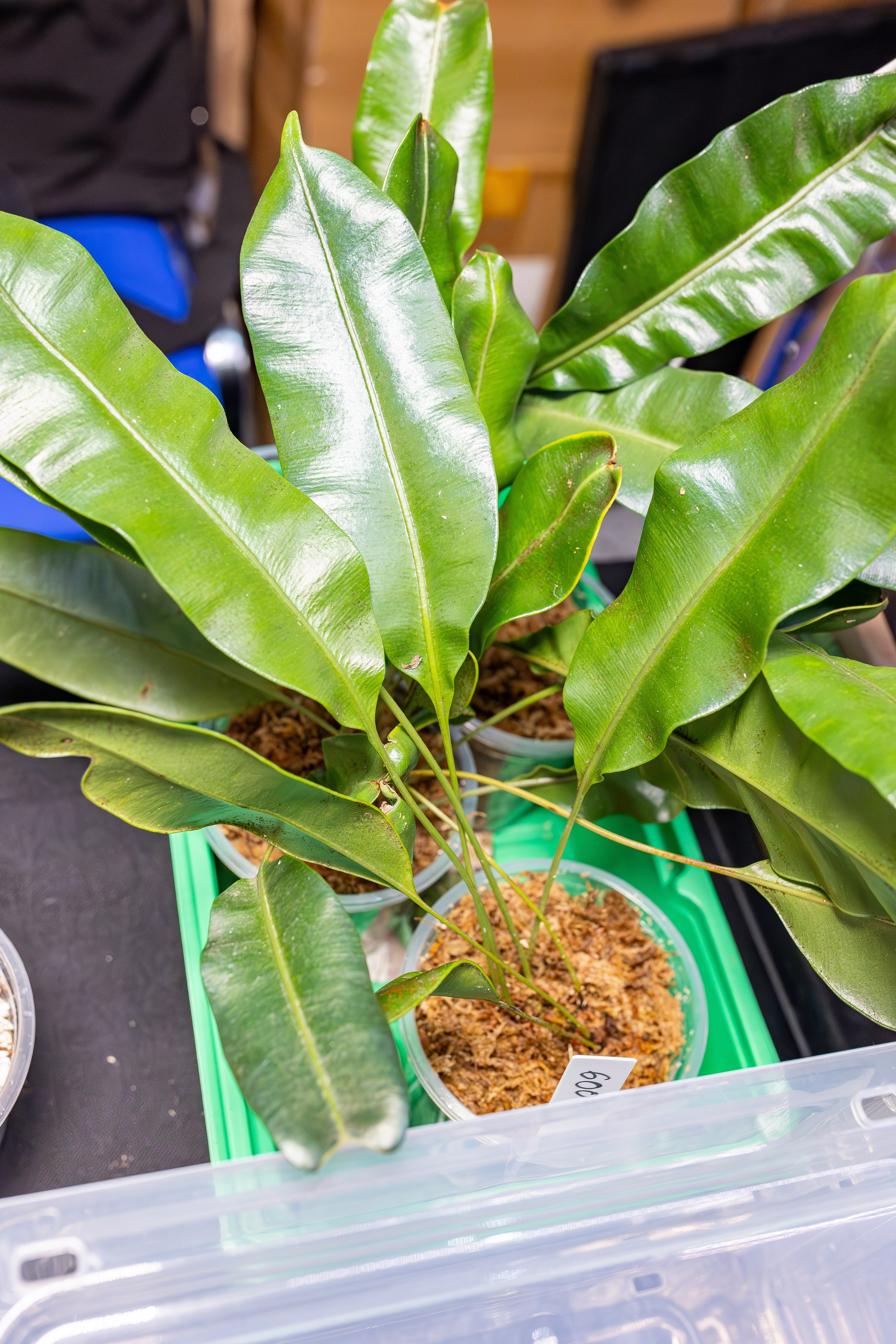 Монстериум апрель 2026. Александра Куликова фотограф, Москва