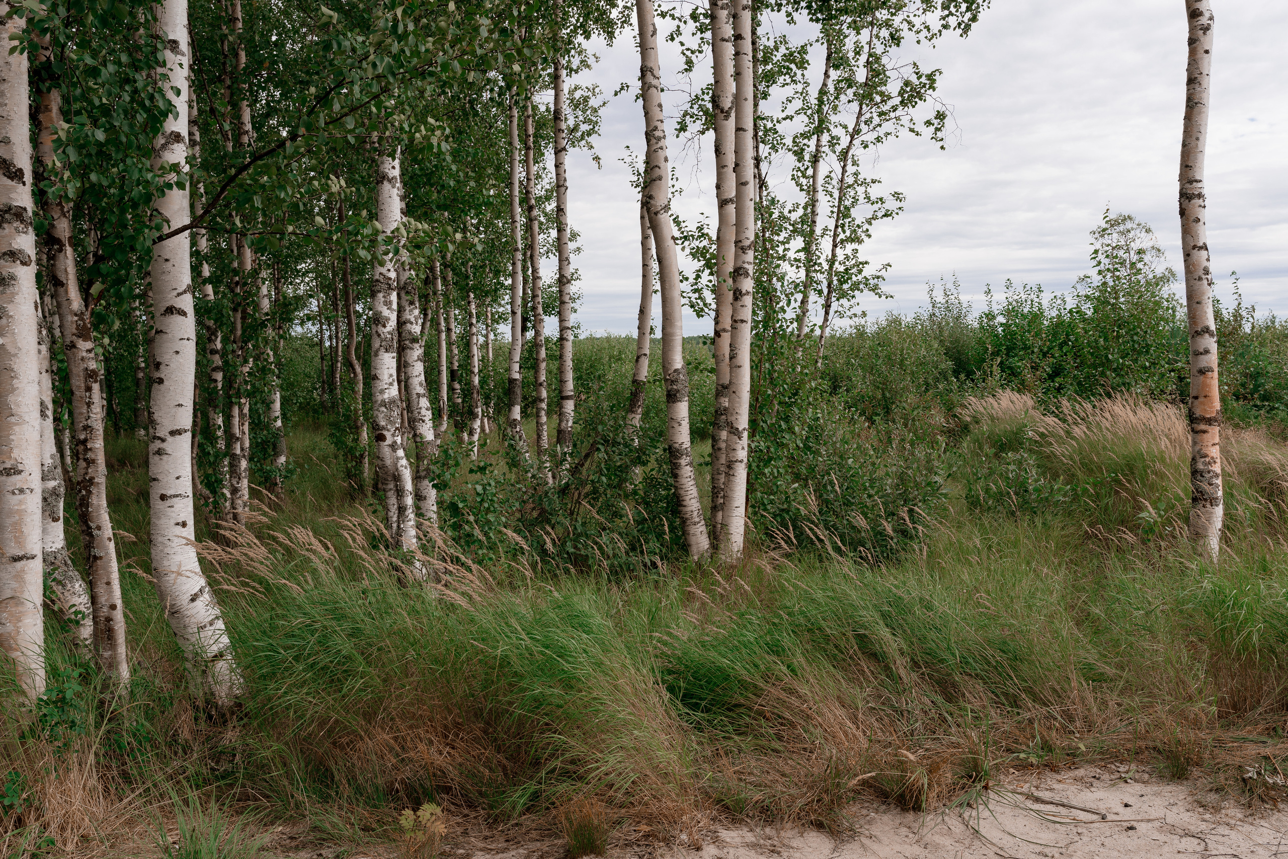 Свадебная фотосессия на базе отдыха Лесная купель в Архангельске