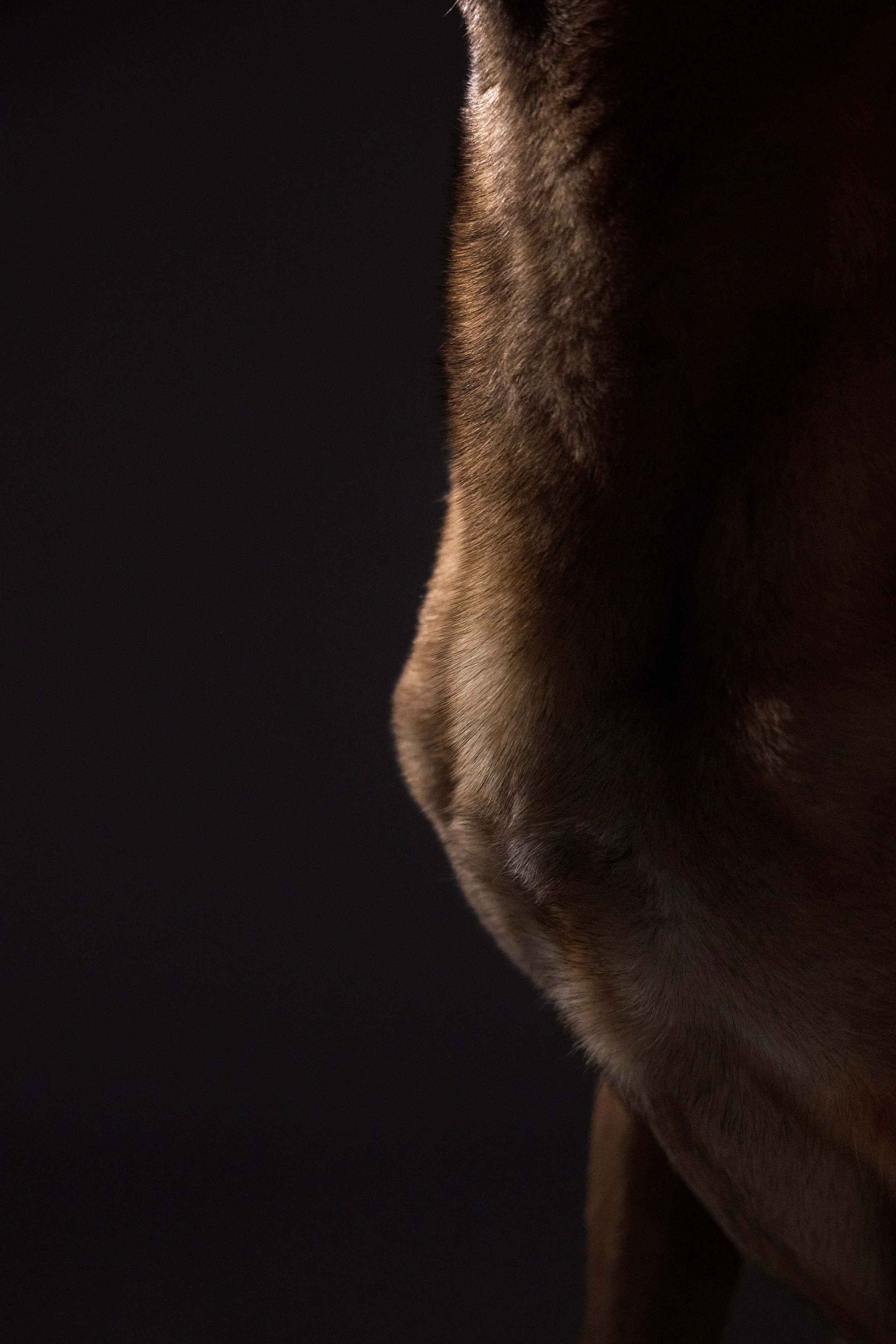 Presence. Dog Photographer Anna Averianova | Art & Commercial Pet Photography