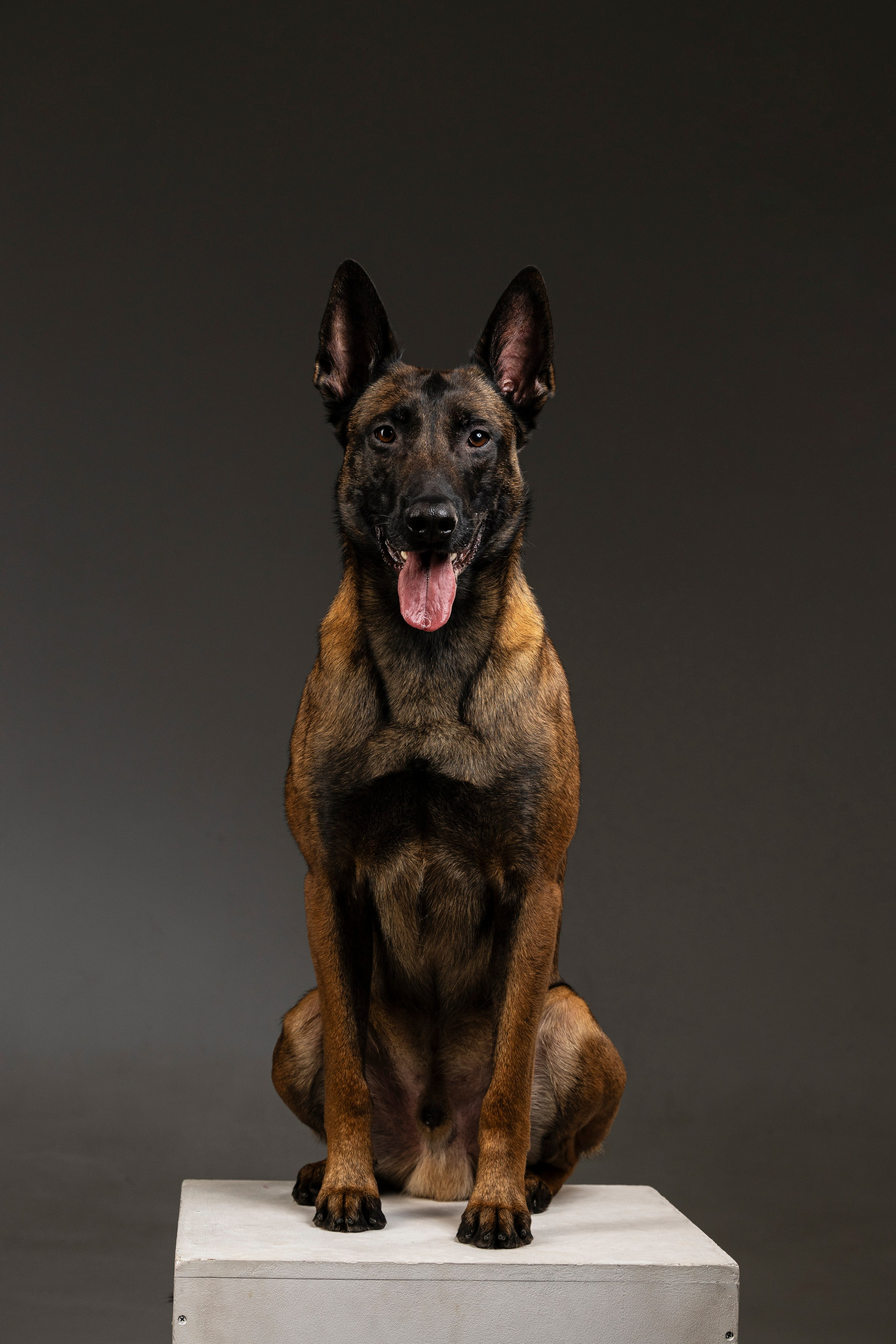 Студия. Фотограф-анималист Анна Маринич