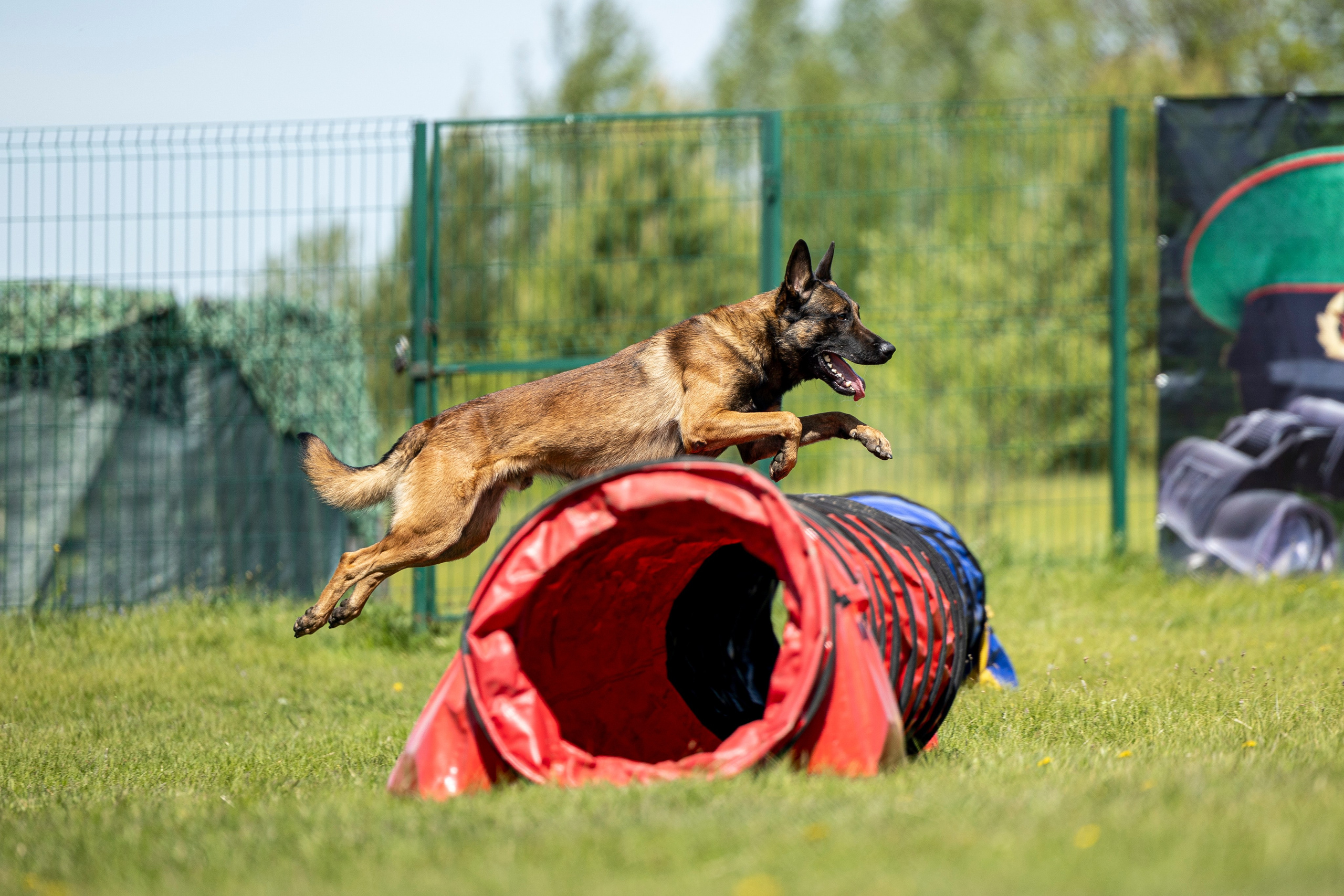 Испытания по мондьорингу в Нижнем Новгороде. Фотограф-анималист Анна Маринич