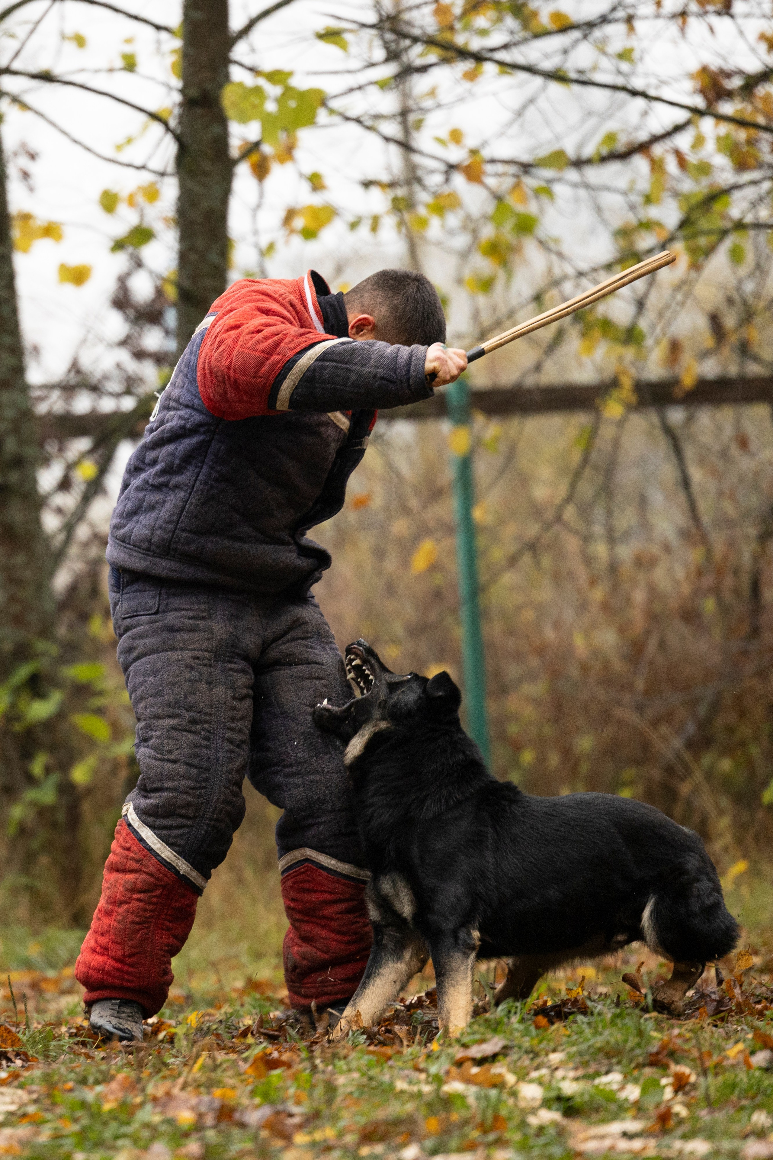 Соревнования по Мондьорингу г. Вологда. Фотограф-анималист Анна Маринич