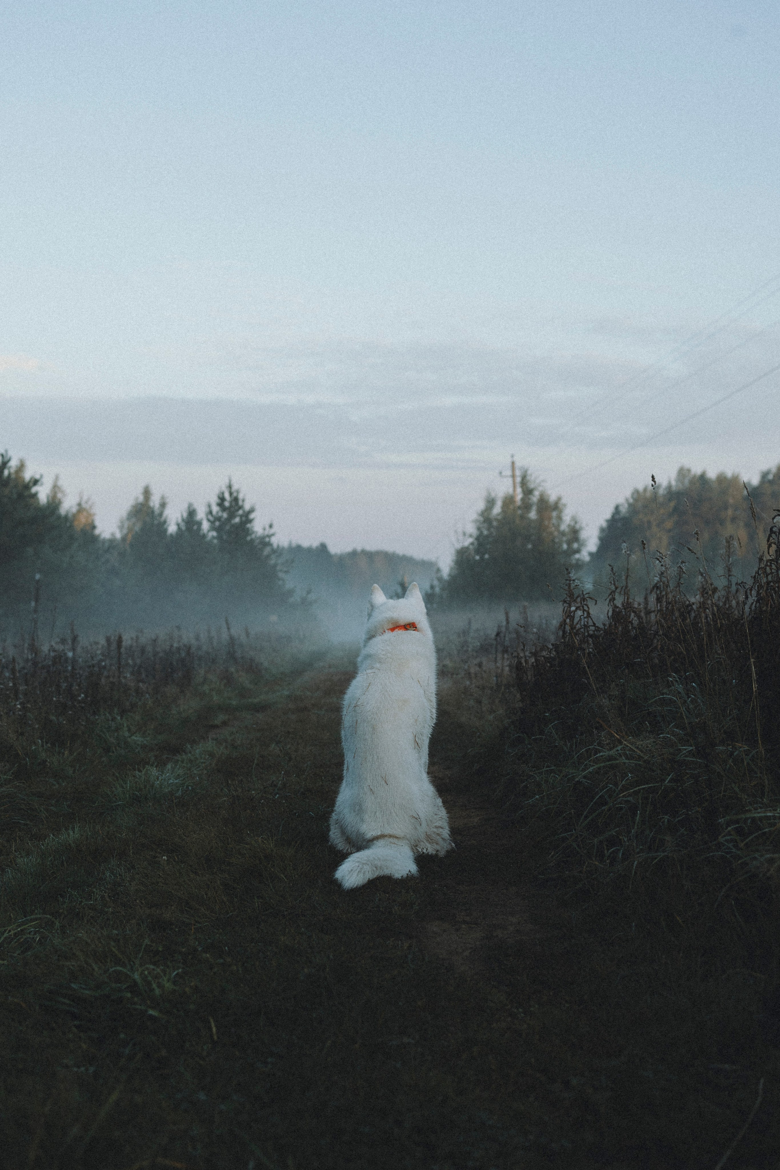 Света и Ричик. Фотограф-анималист Анна Маринич