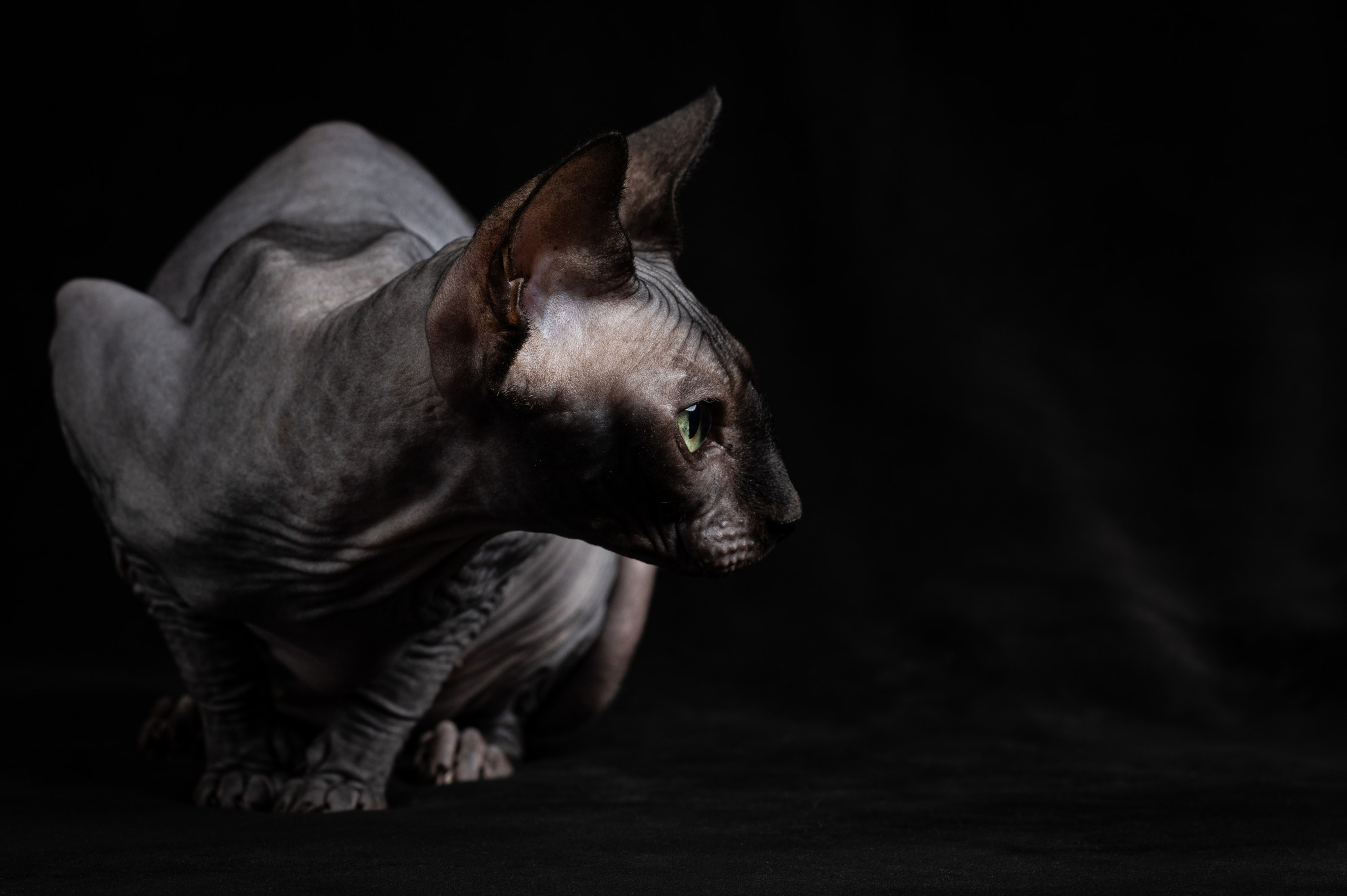 Клёпа | сфинкс. Alexandrovna photography