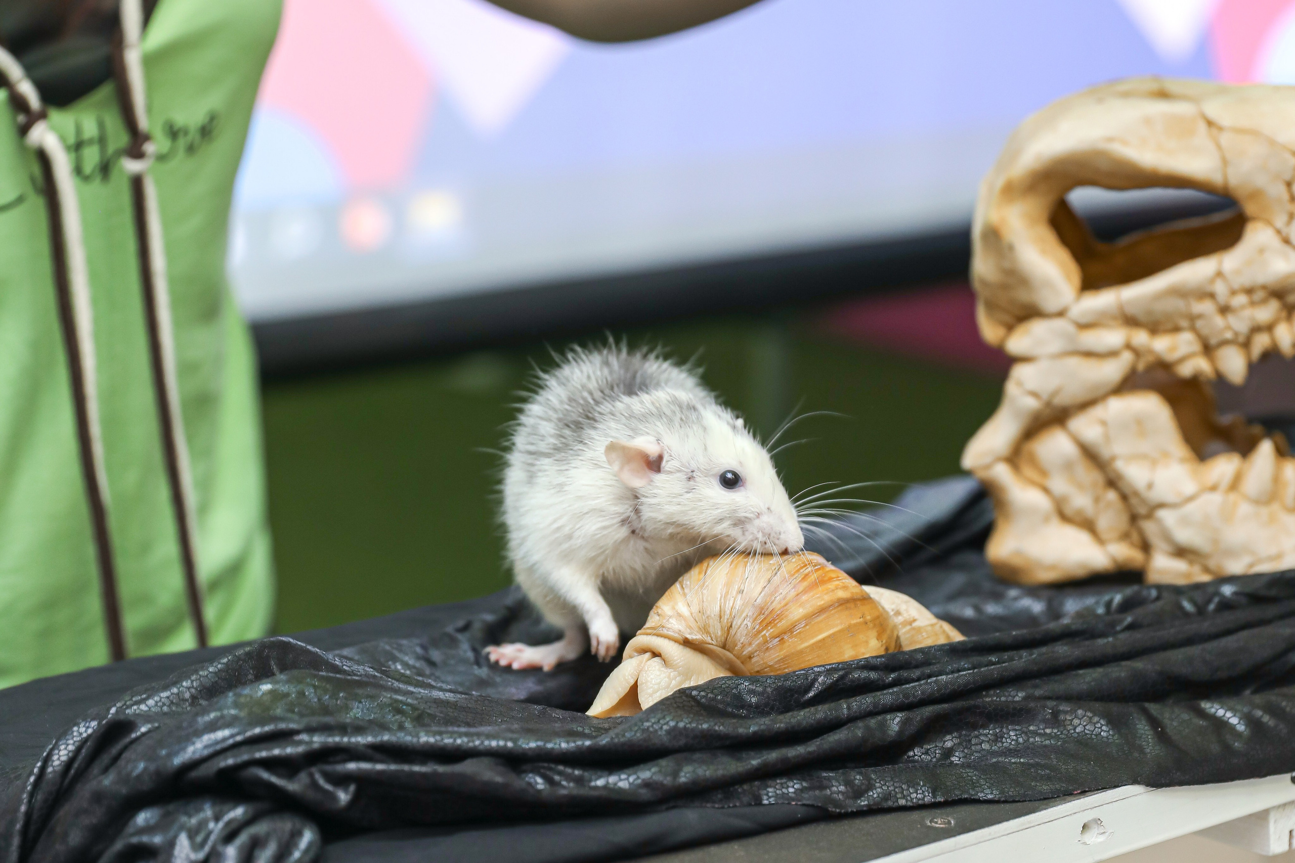 ДЕТСКИЕ МЕРОПРИЯТИЯ. Photographer Viktoriya Markushina «My world throug»