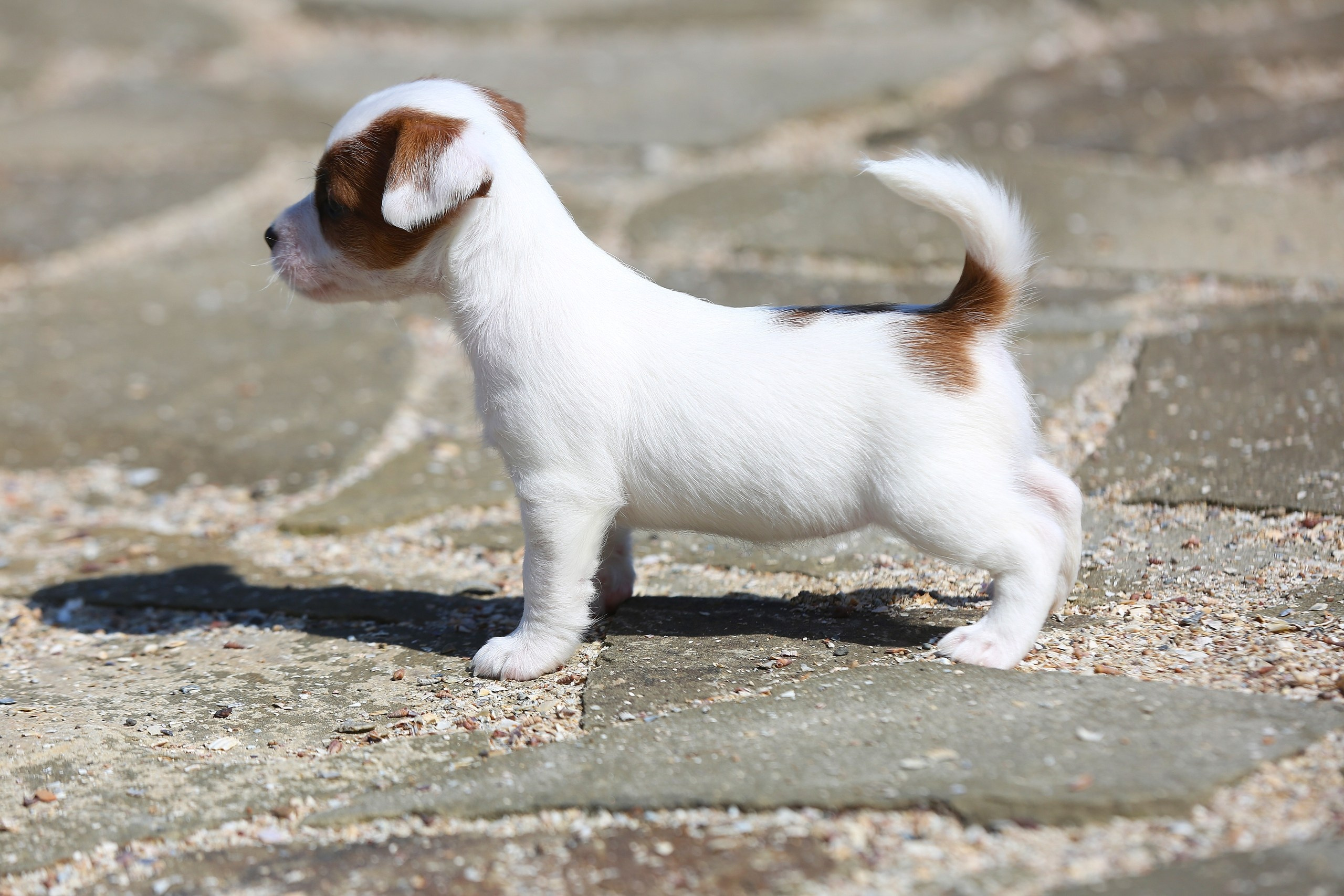 Общий альбом. Lovely-Orange питомник джек рассел терьеров