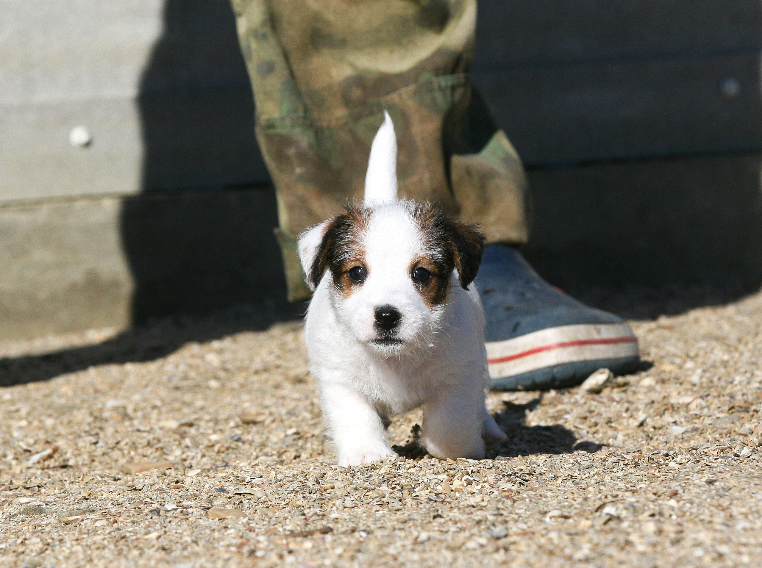 Female 1 brocken not available at this moment. Lovely-Orange питомник джек рассел терьеров