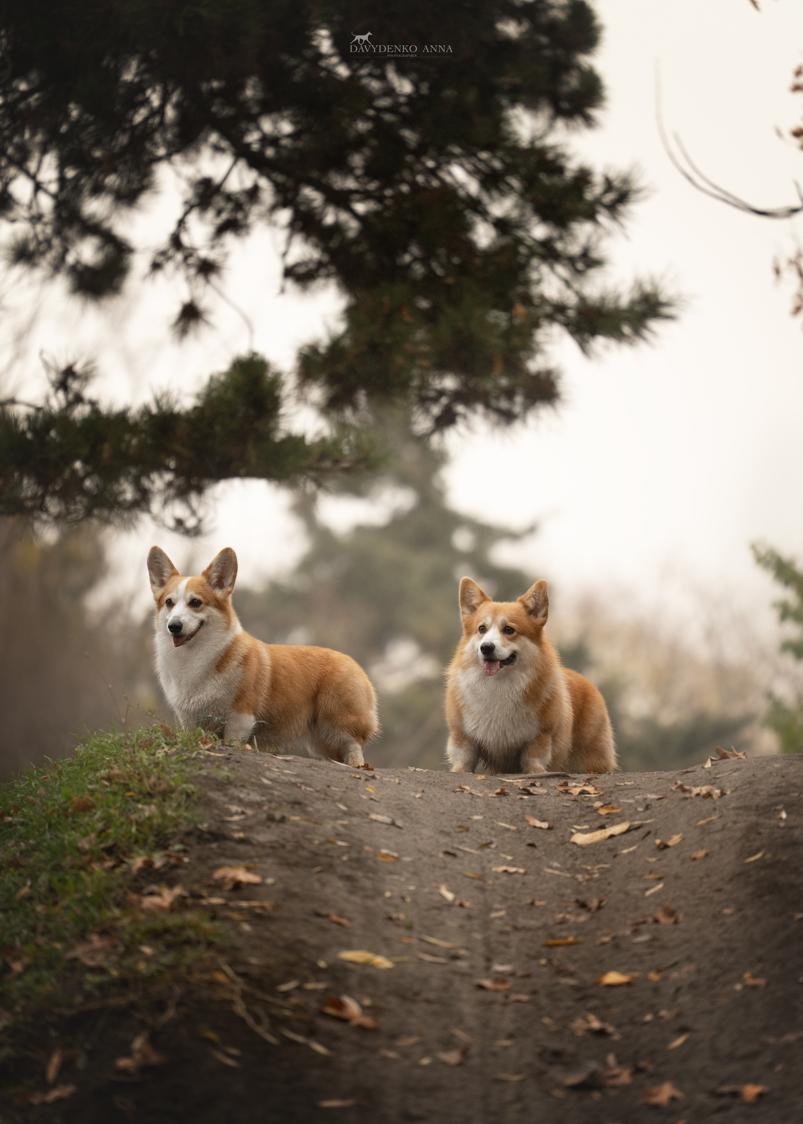 фотограф анималист краснодар