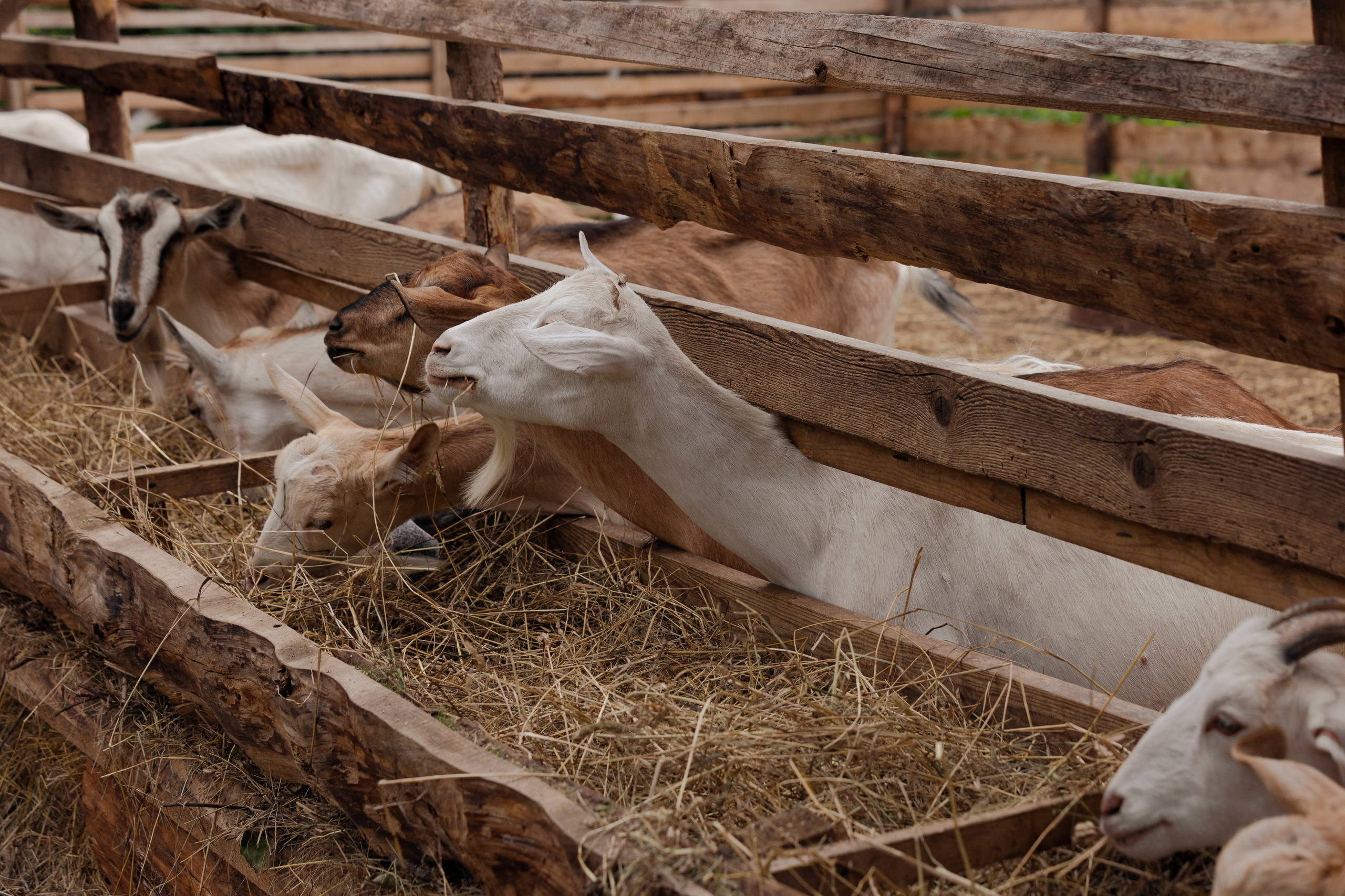 На ферме. @dariazphoto свадебный фотограф