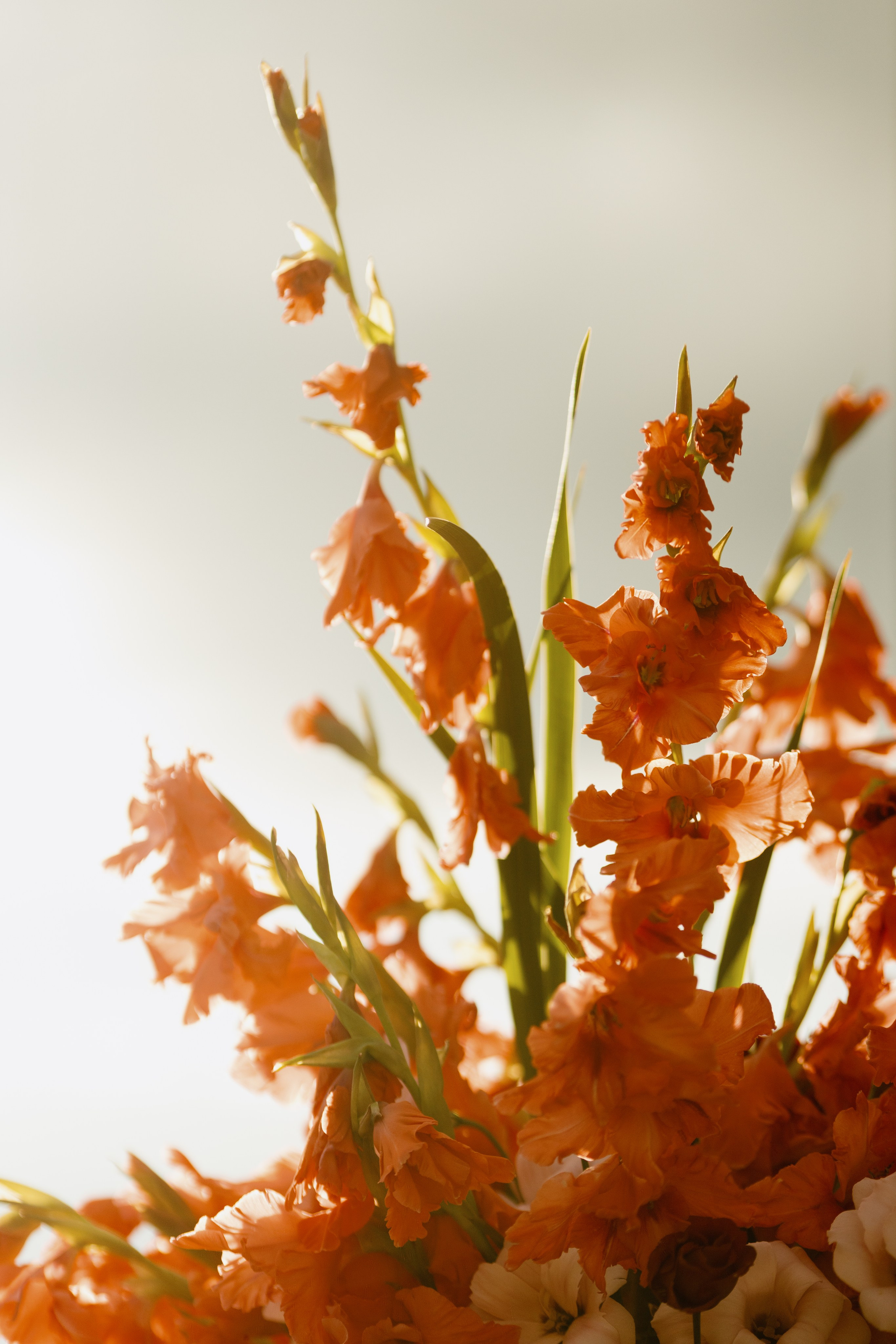Вохчуйн, это Армения!. Свадебный фотограф. Краснодар, Сочи, Новороссийск. Вадим Мерье
