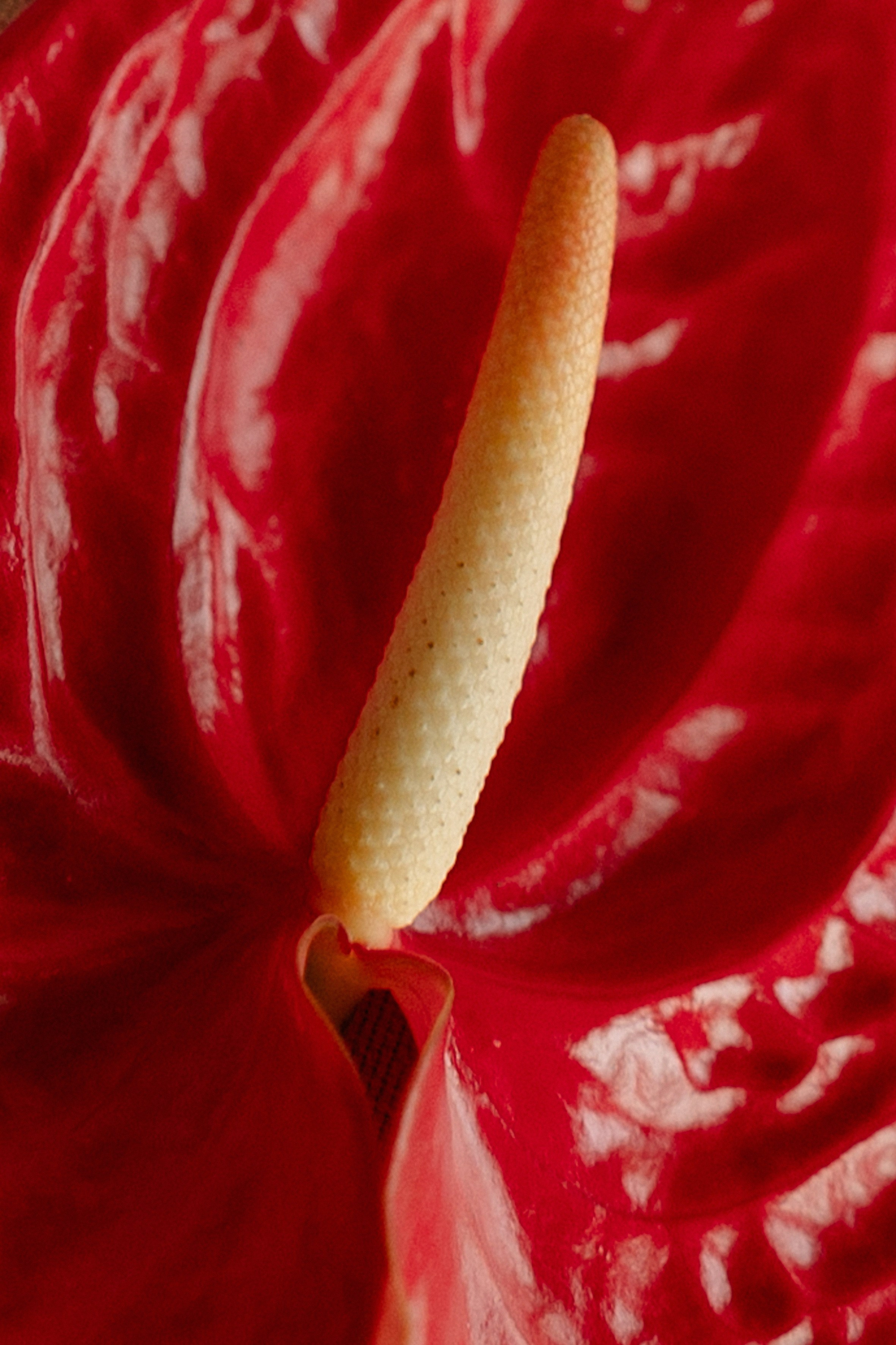 Юлия и Александр в отеле '12 причин' и кафе 'Мишель'. Свадебный фотограф Москва