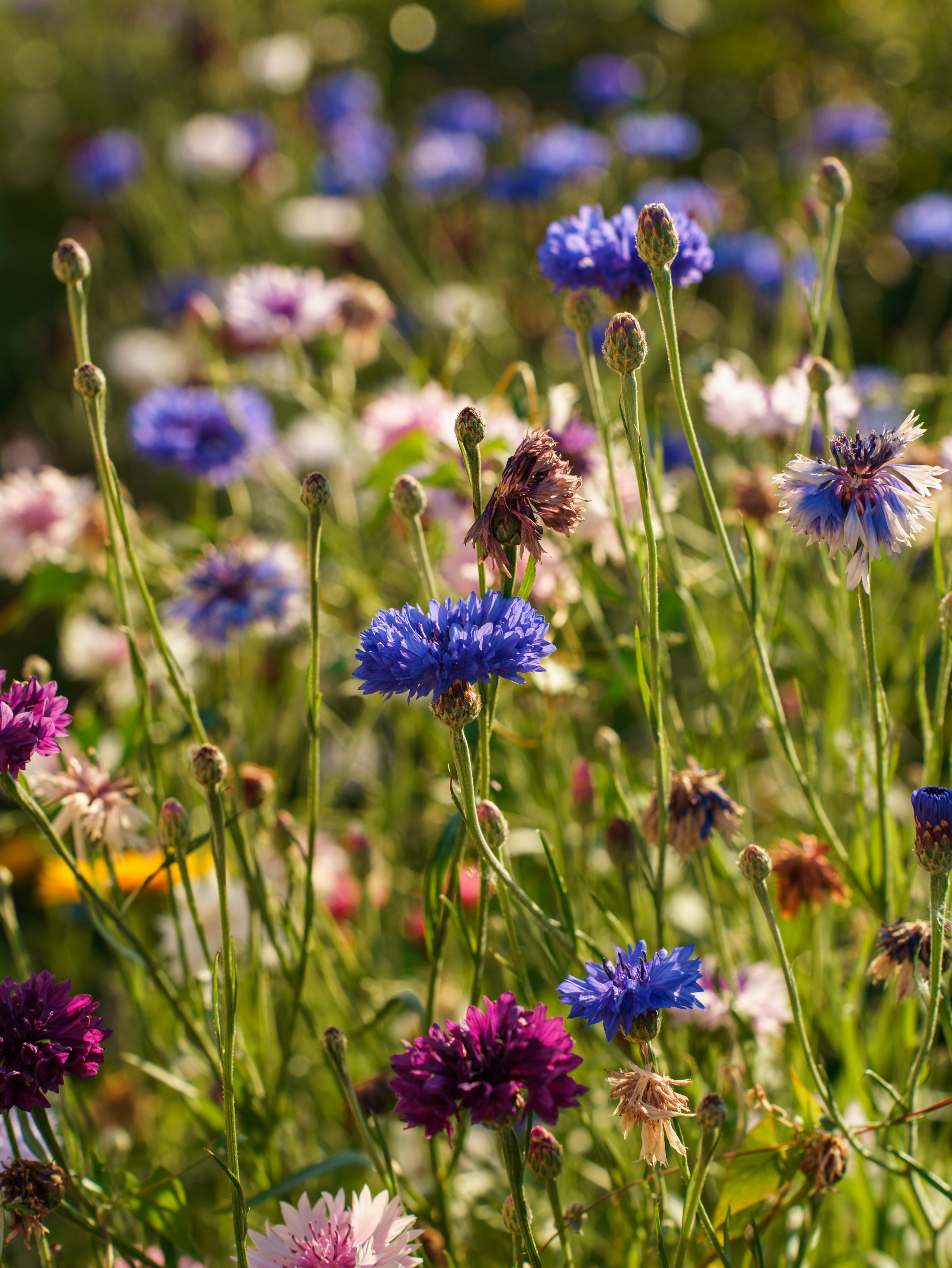 Елена. Елена Симонова