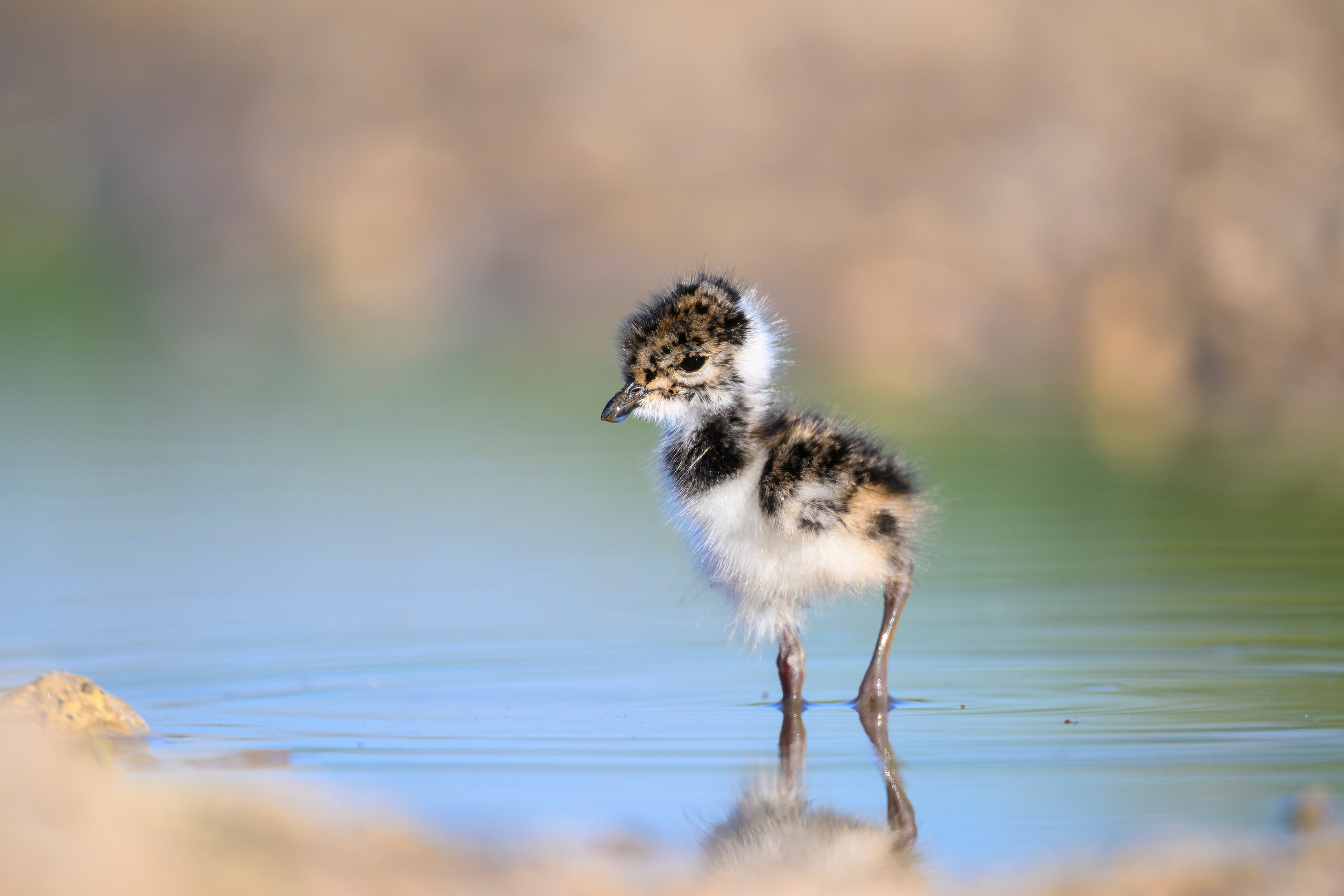 Чибисята. Wildlife photography by Sergey Puponin