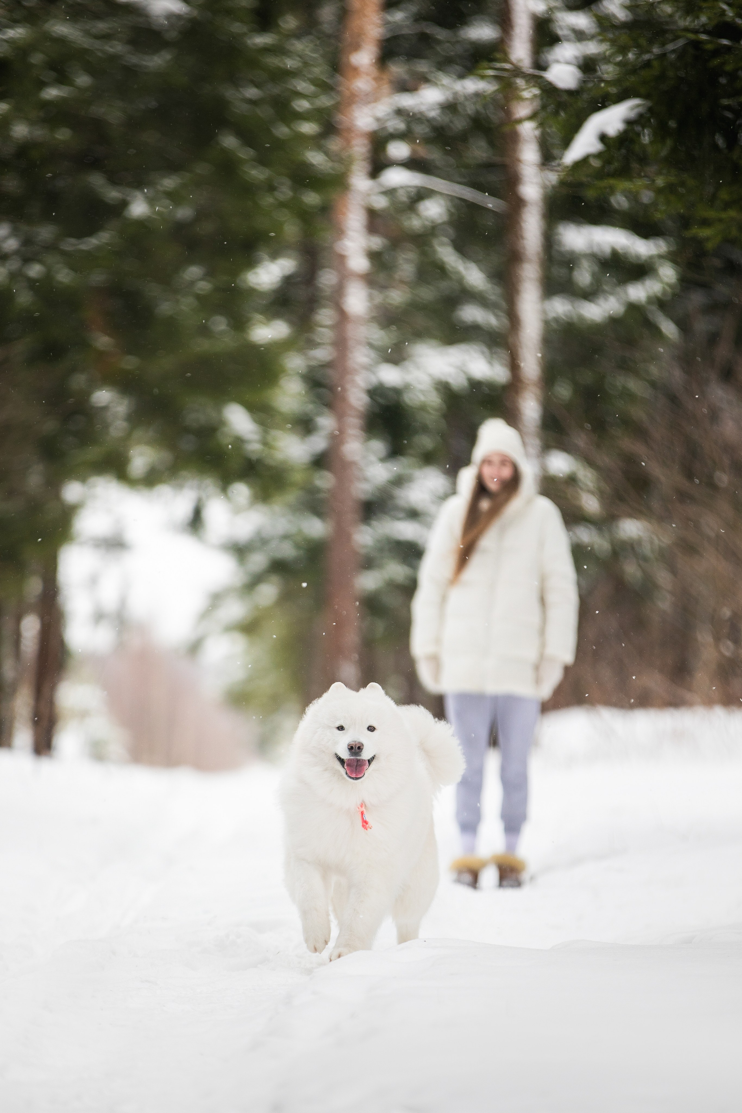 Валя, Варя и Лада. Фотограф анималист в Москве Майорова Евгения