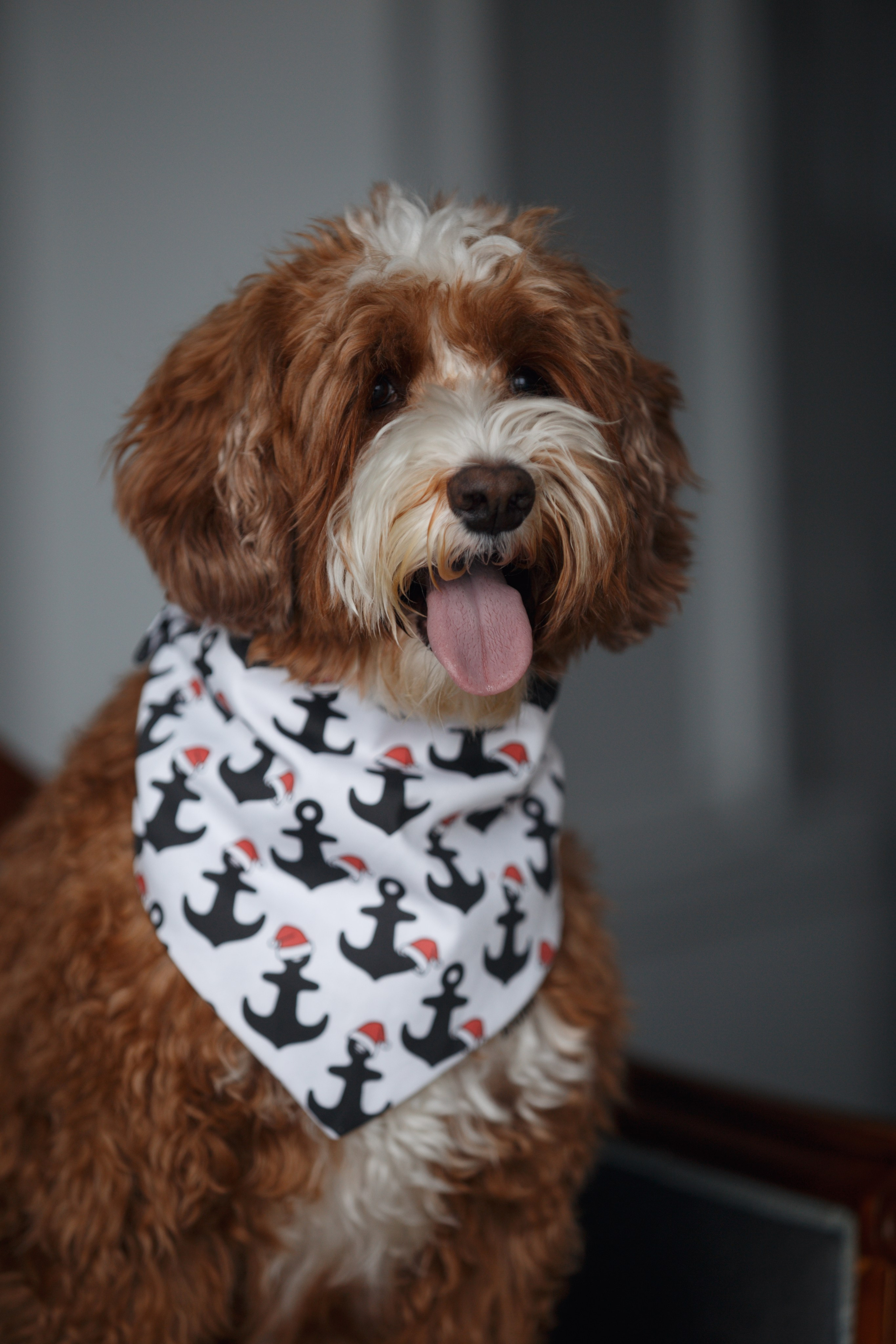 Bmbh лежанки и адресники. Фотограф анималист Кристина Карпова, Москва