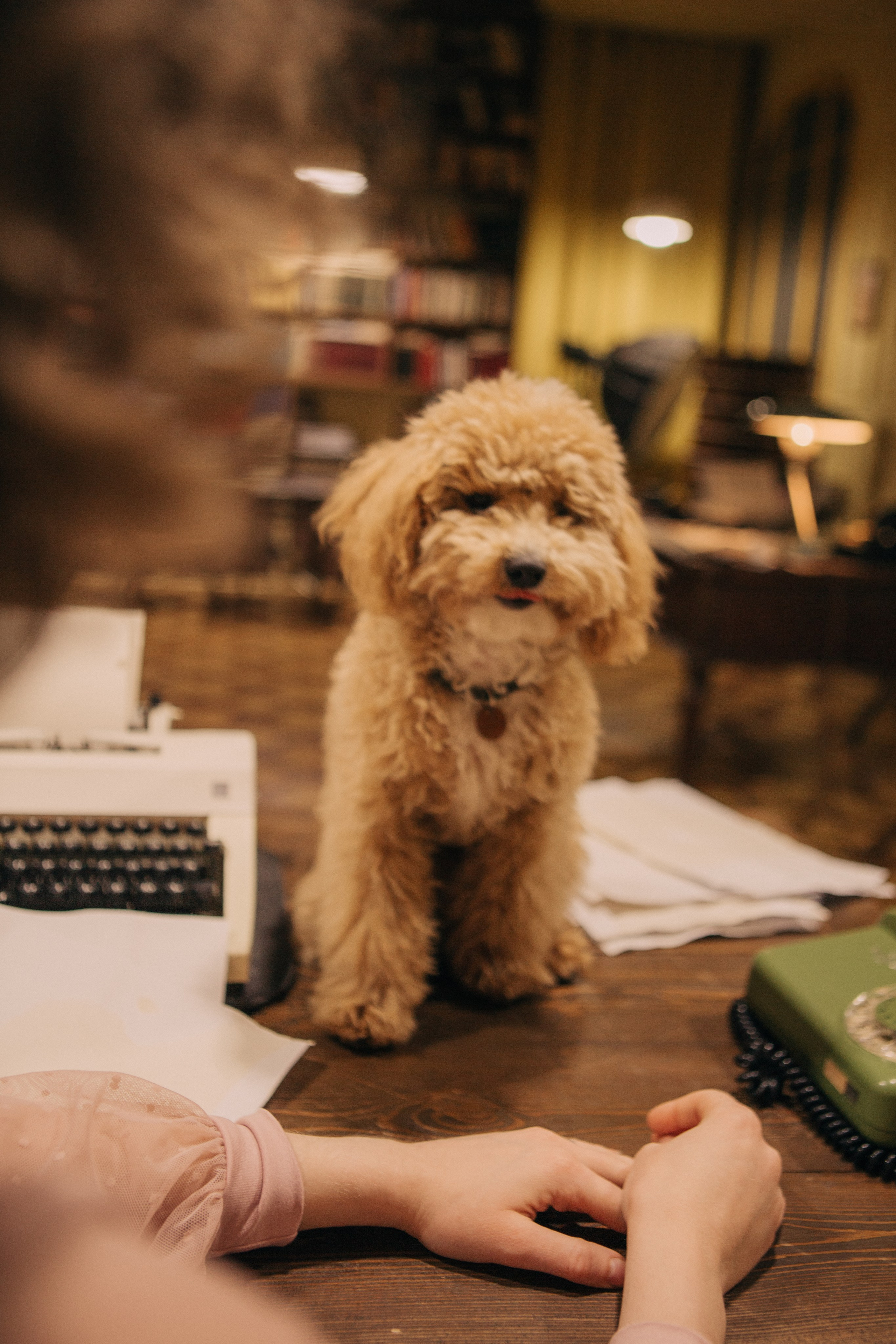 A cinematic daydream in the spirit of Wes Anderson’s style. Portrait, family and pet photographer in Cyprus, Ksenia Bourdelle