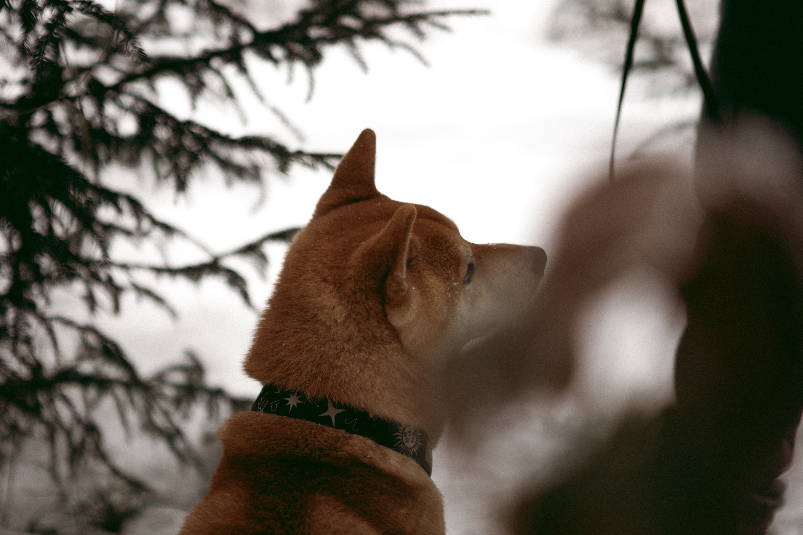 Katya, Dima, Rokki. Portrait, family and pet photographer in Cyprus, Ksenia Bourdelle