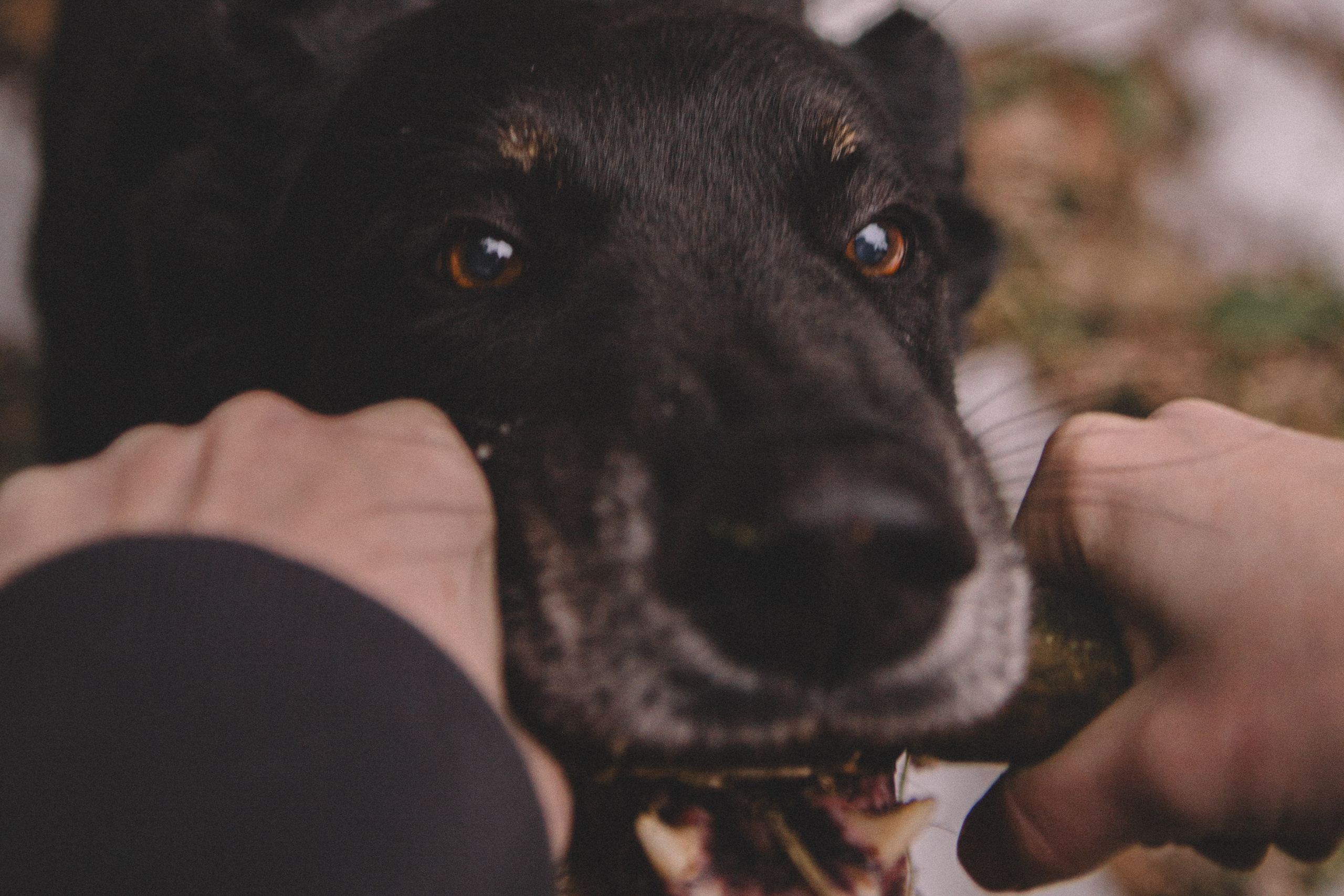 Alyona & Felix. Portrait, family and pet photographer in Cyprus, Ksenia Bourdelle