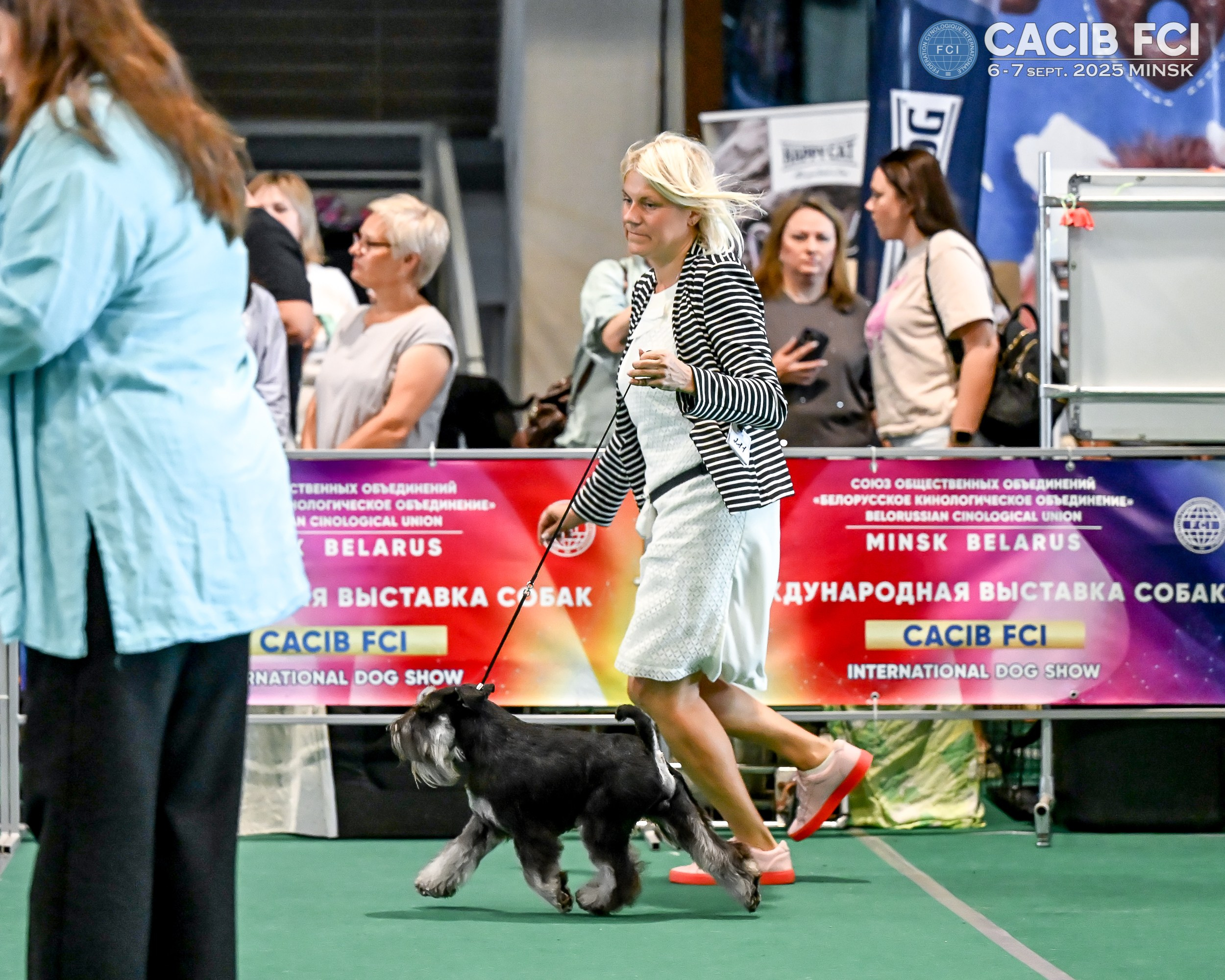 Цафир/ Delinso Balance Сzafir Lumier. Питомник цвергшнауцеров в Беларуси «Делинсо Бэлэнс»