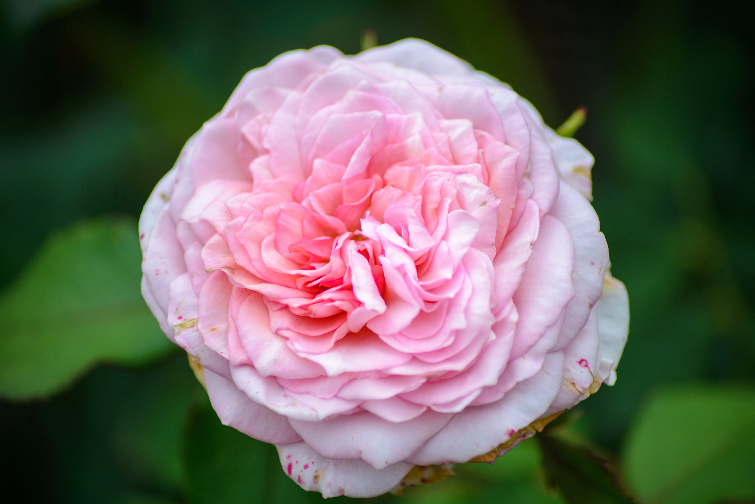 Природа. Фотограф в городе Омске Константин Зоткин