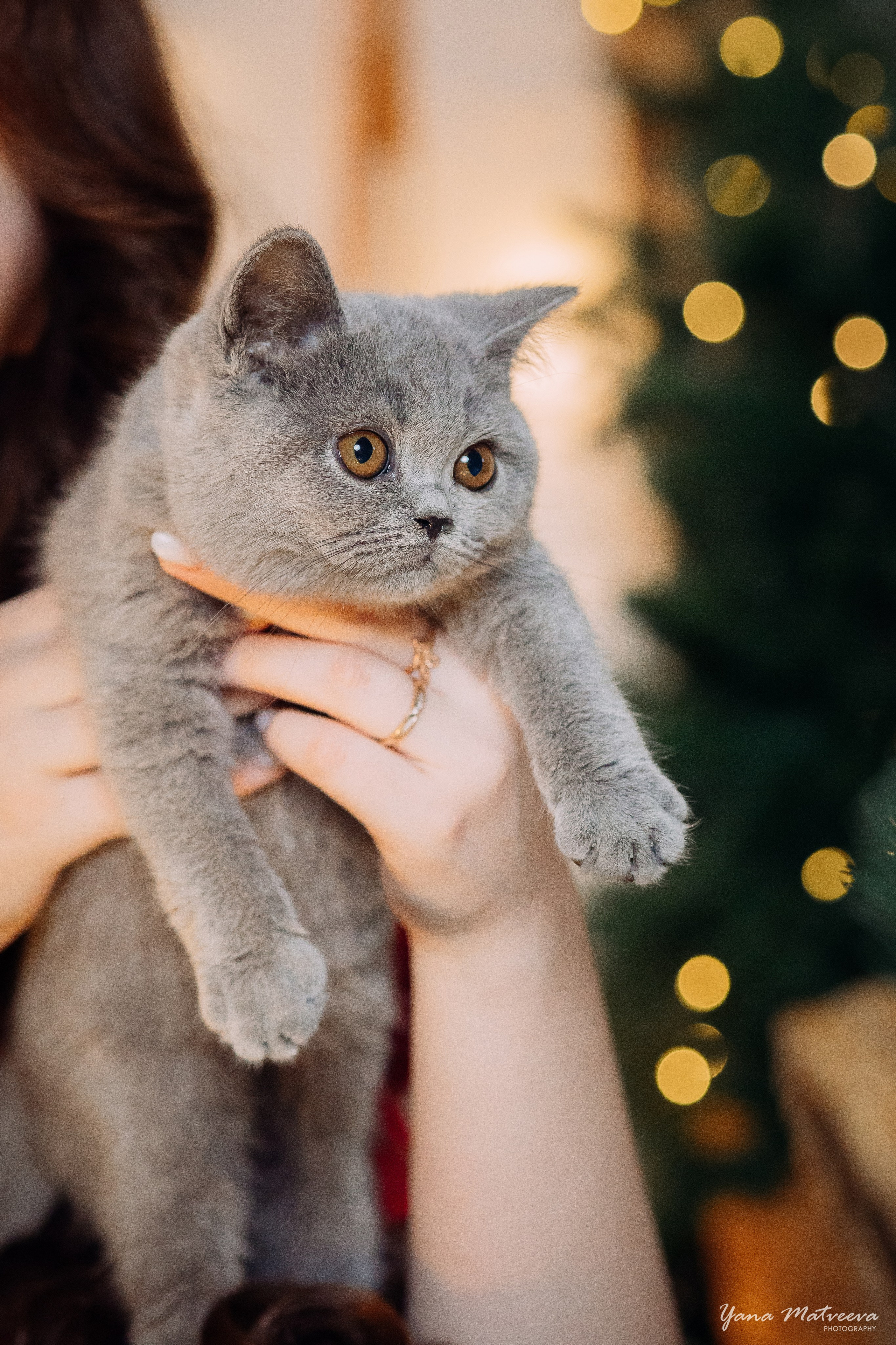 Новый год с котятами. Фотограф Яна Матвеева в Ижевске